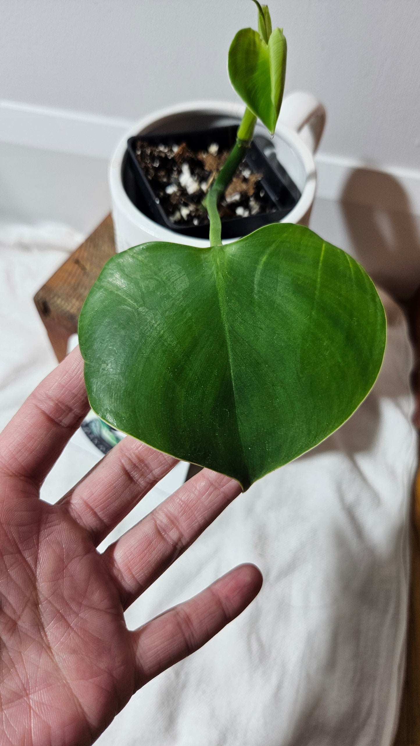 Philodendron Microstictum (PHI-515)