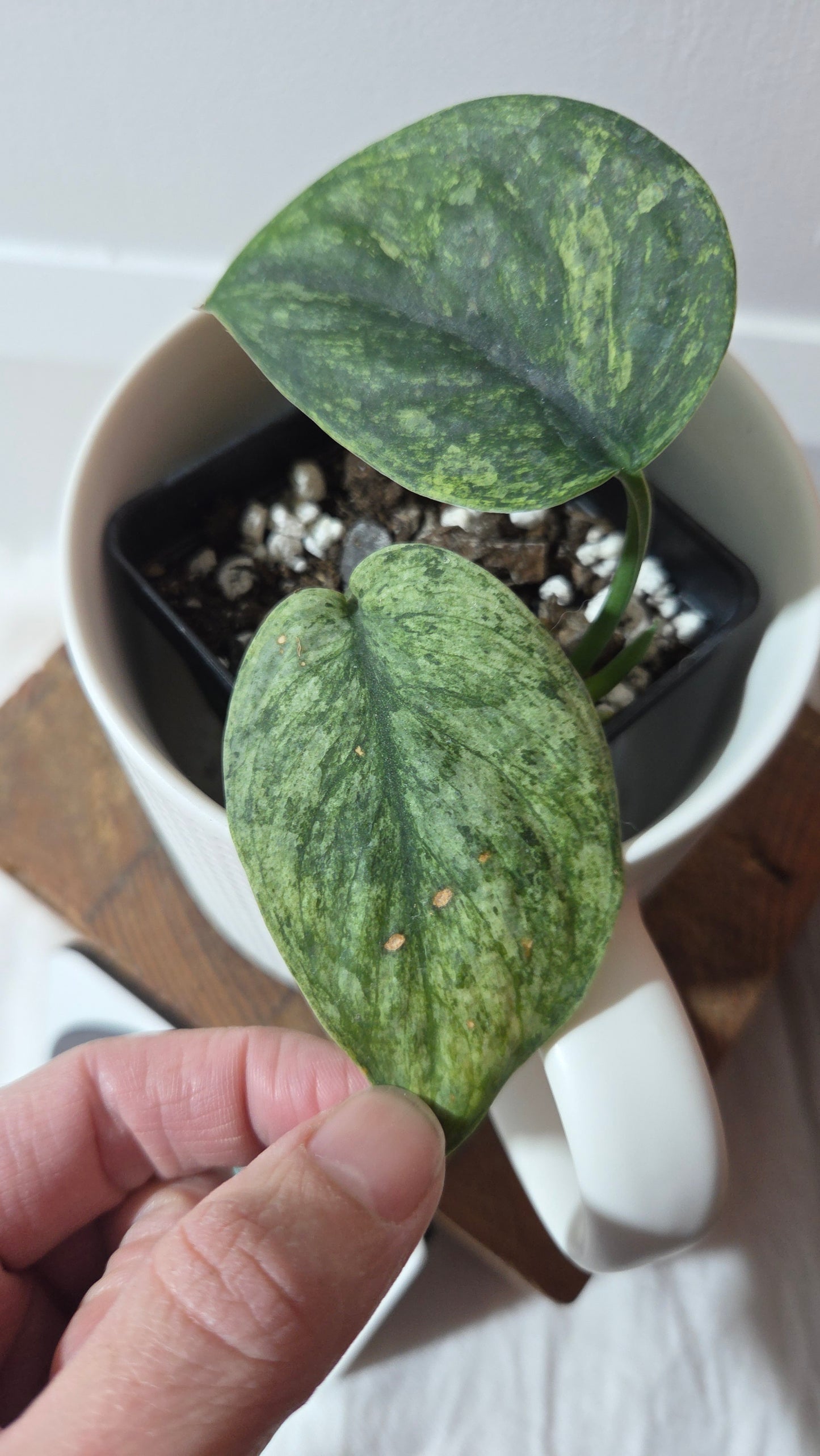 Scindapsus Silver Satin albo (SCI-1373)