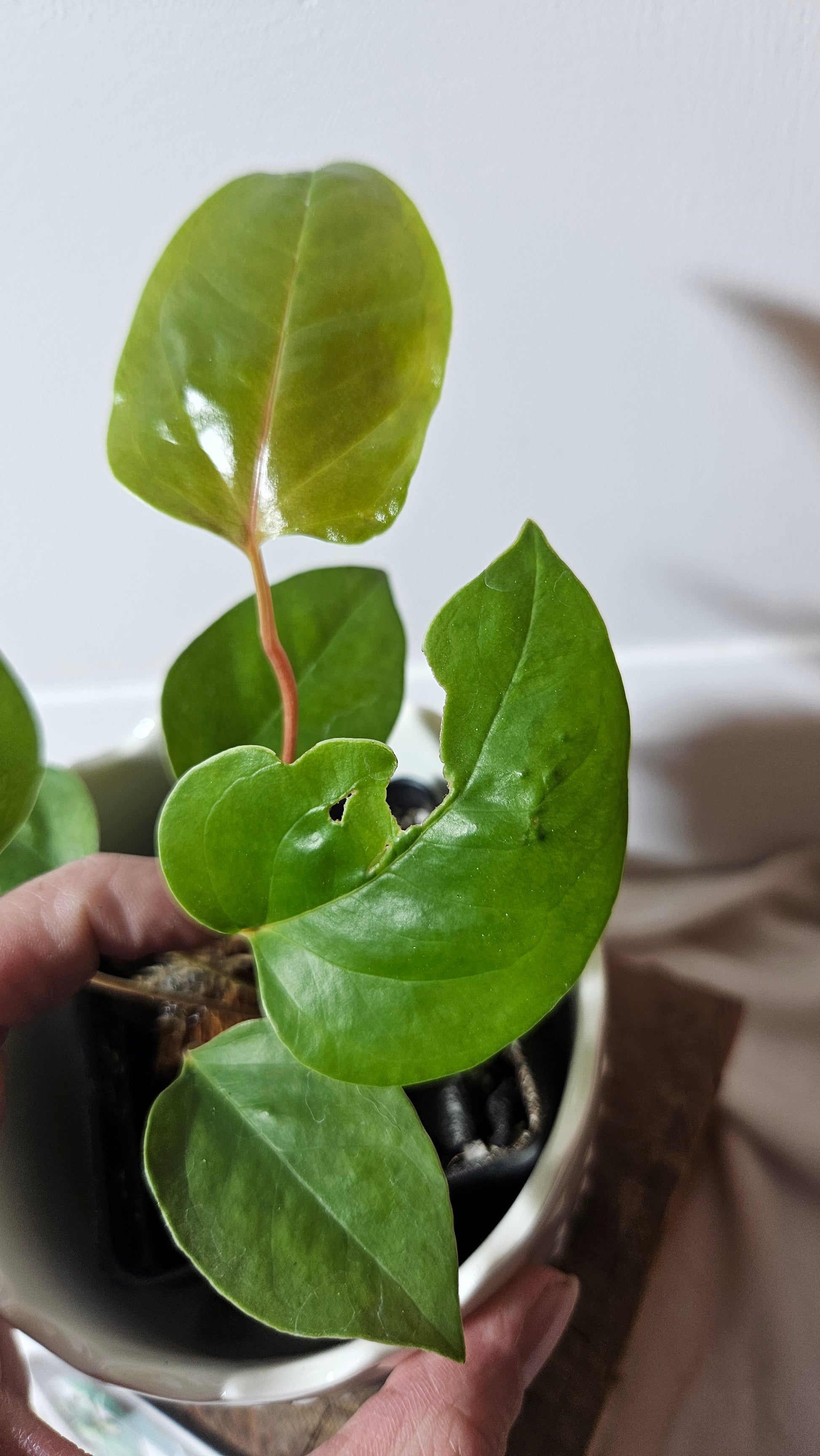 anthurium insigne price Anthurium Insigne Aff Condor "SMALL Size" (ANT-214) – Tropivoix