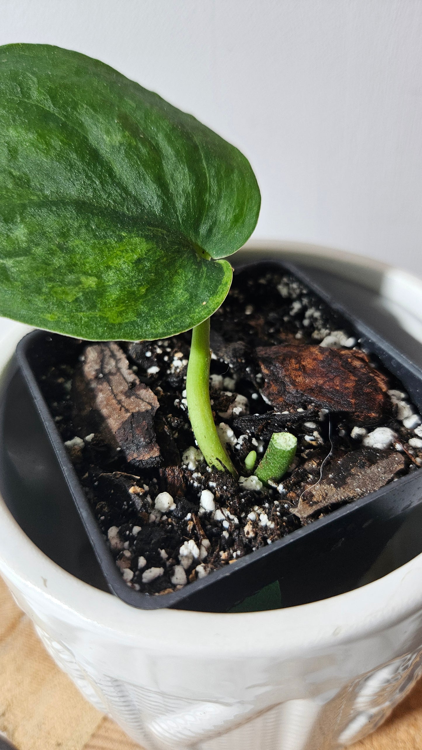 Scindapsus Silver Splash "Green on Green" Variegata (SCI-664)