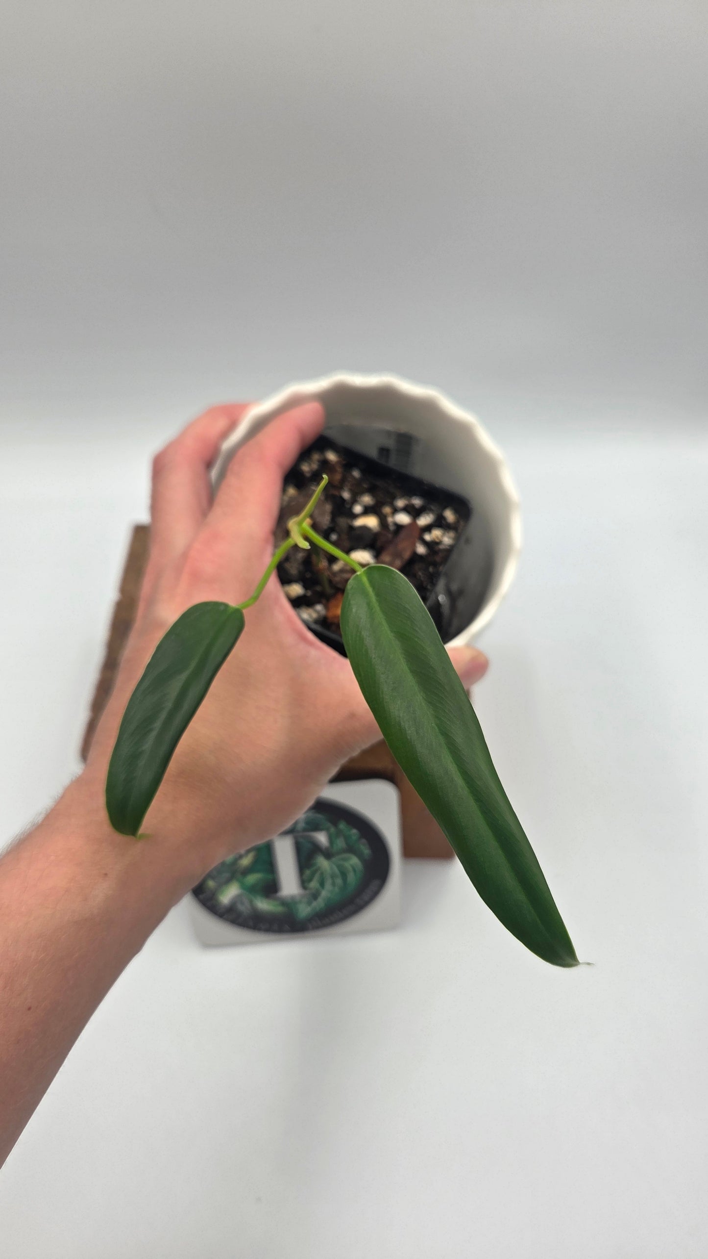 Philodendron Hebetatum (PHI-1046)