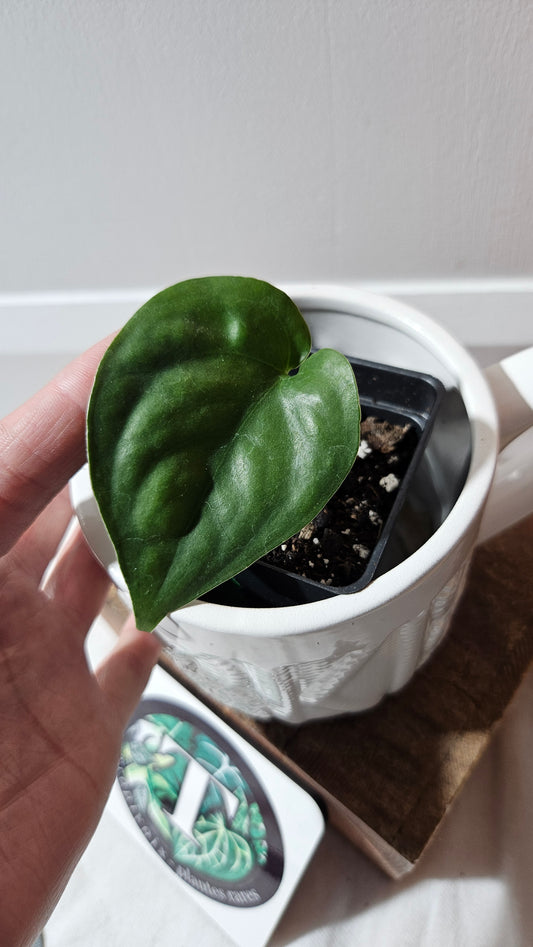 Scindapsus Lucens (SCI-1178)