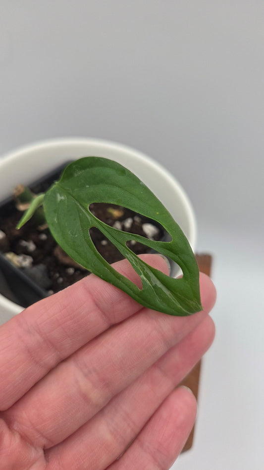 Monstera Andasonii Mint/Indo (MON-537)