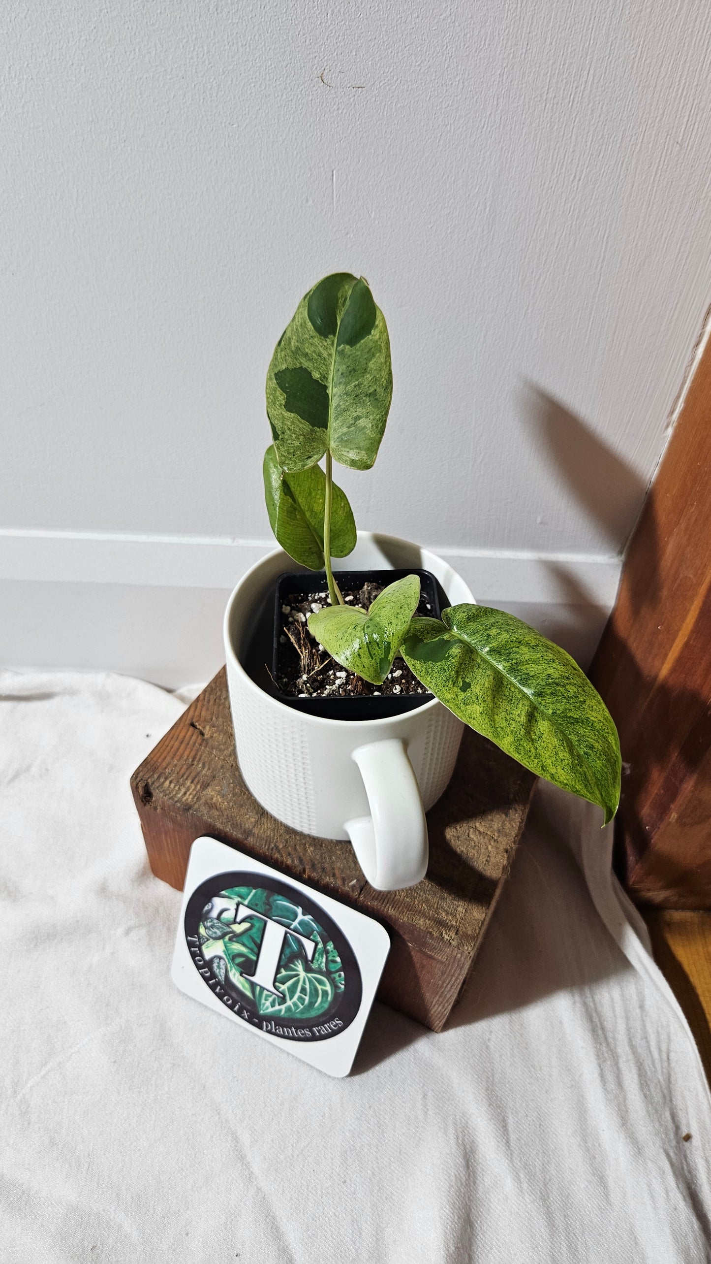 Philodendron BurleMarx Variegata  X Paraiso Verde (PHI-948)