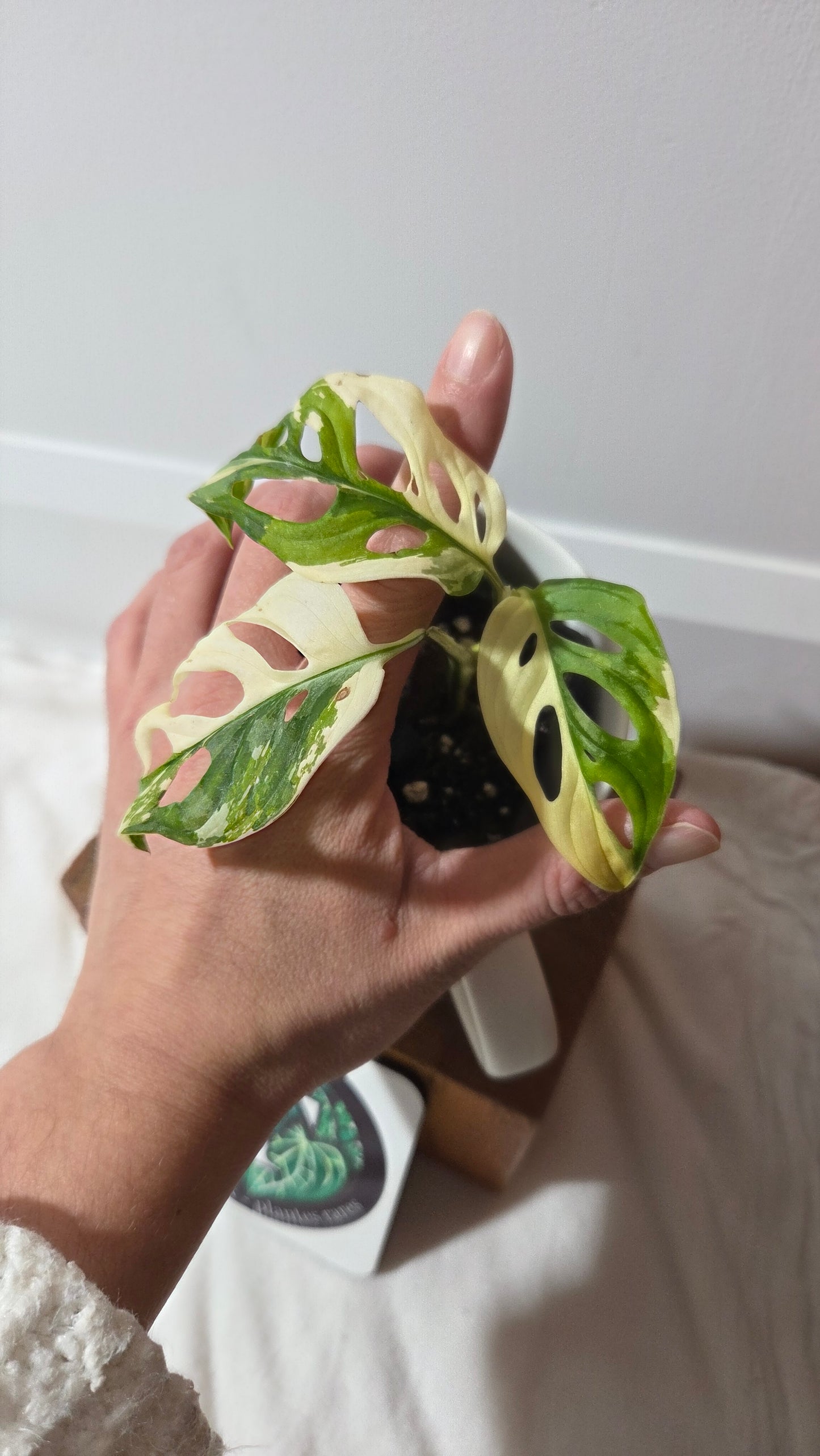 Monstera Andasonii Tricolore (MON-488)