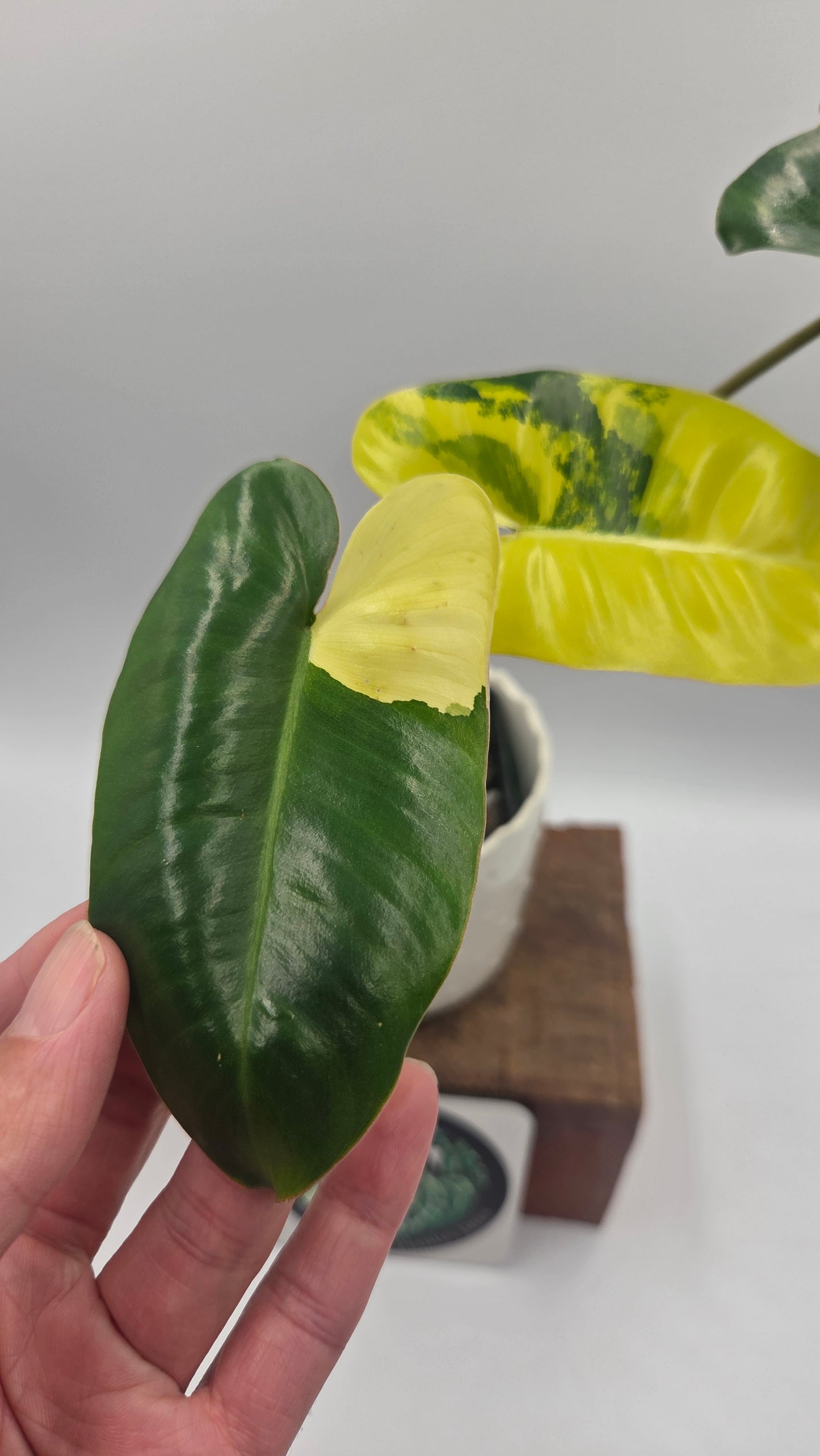 Philodendron Burlemarx Variegata (PHI-1063)