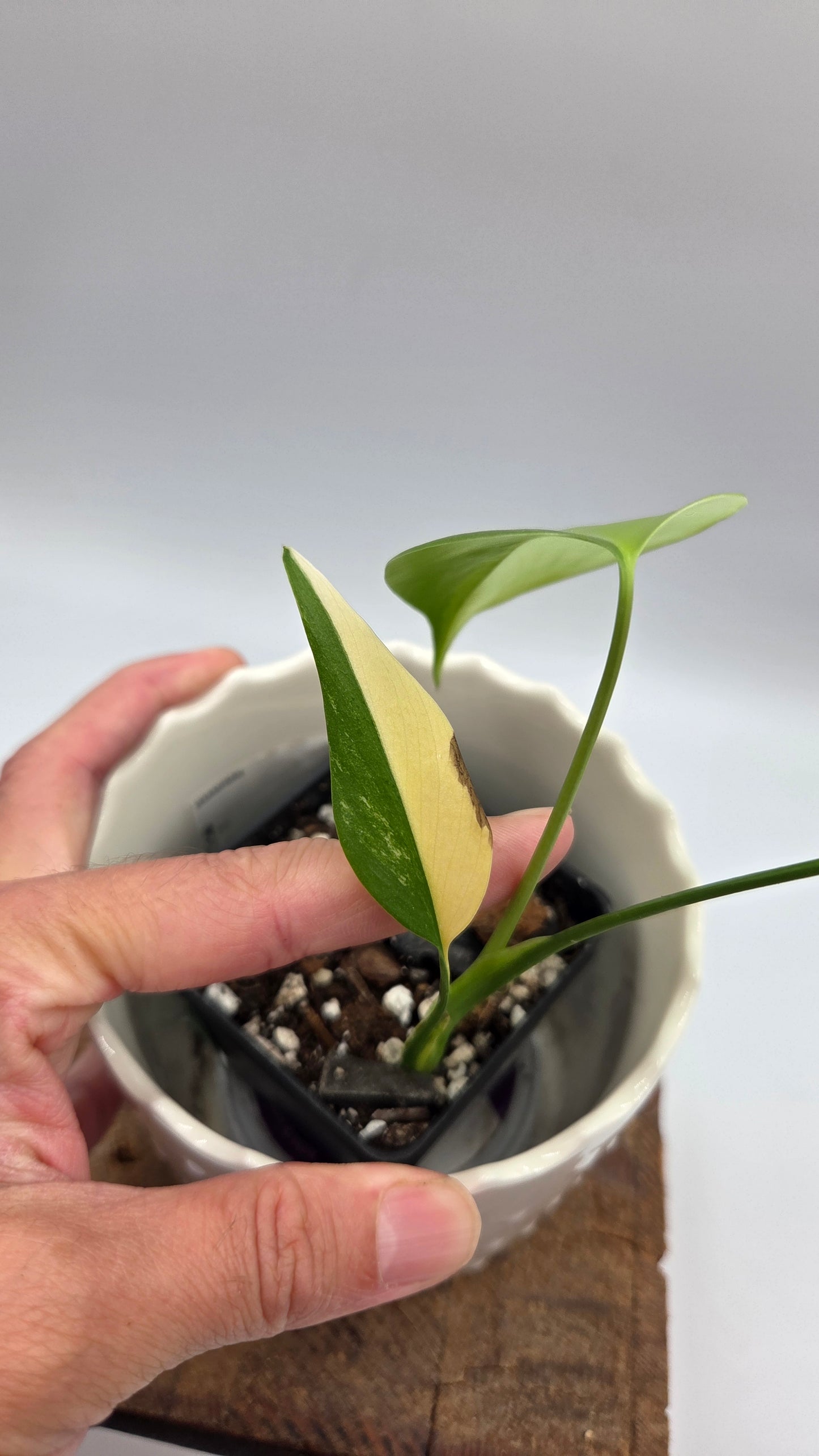 Monstera Aurea (MON-567)