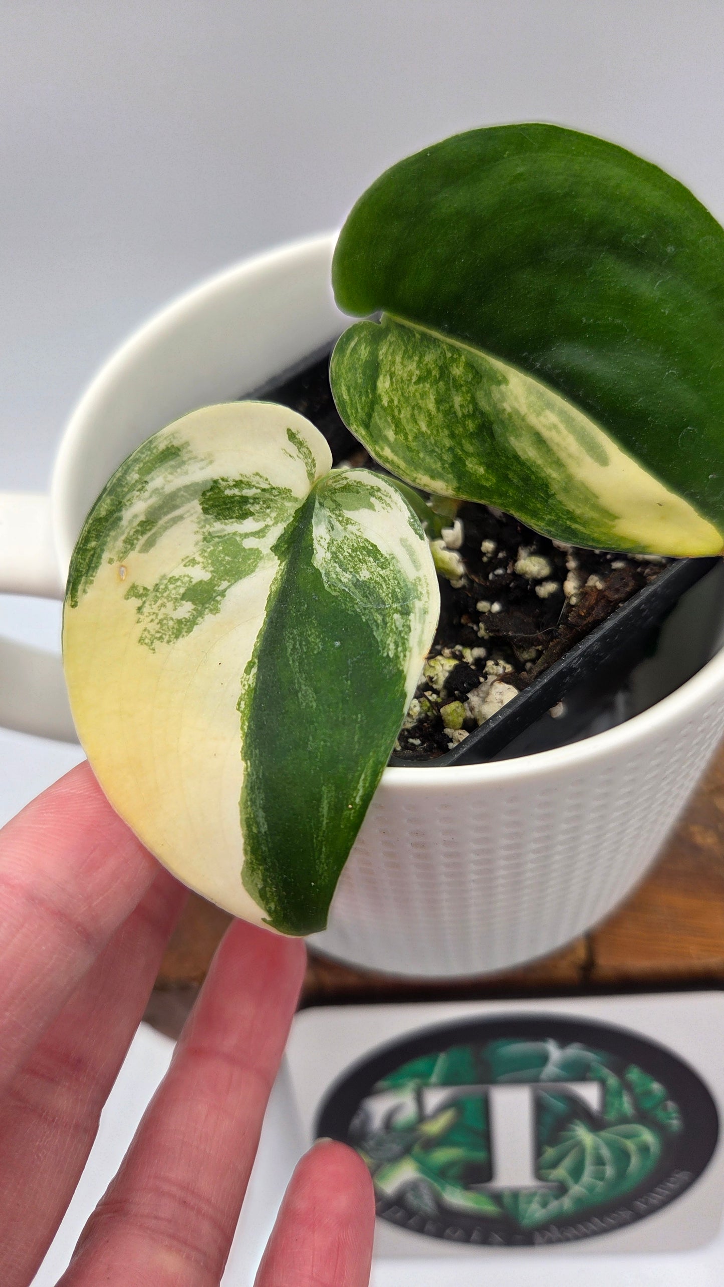 Scindapsus Jade Satin Albo (SCI-876)