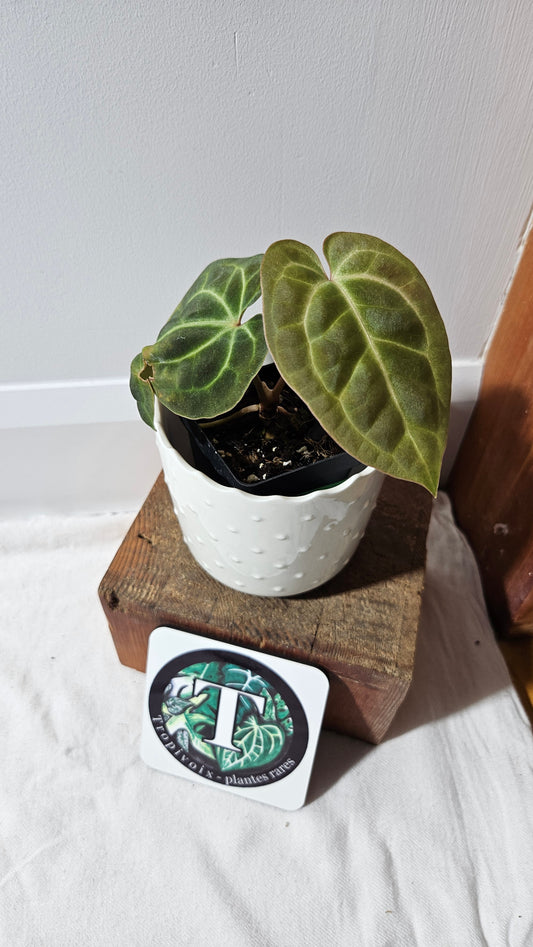 Anthurium Besseae NOID "Format PETIT" (ANT-564)