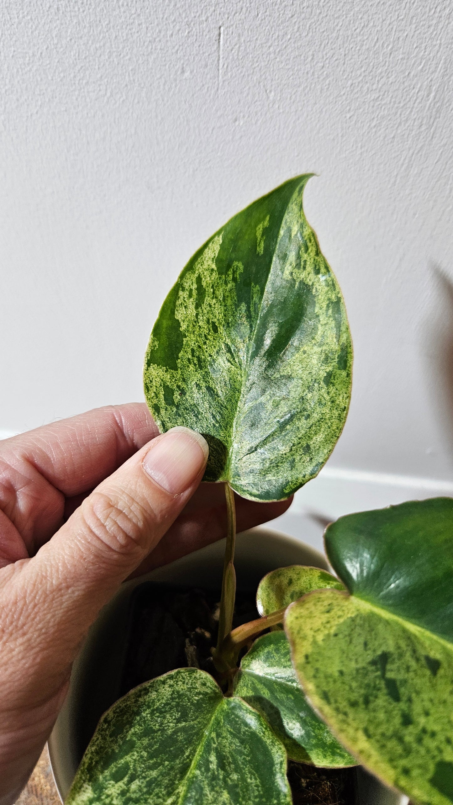 Philodendron BurleMarx Variegata  X Paraiso Verde (PHI-945)