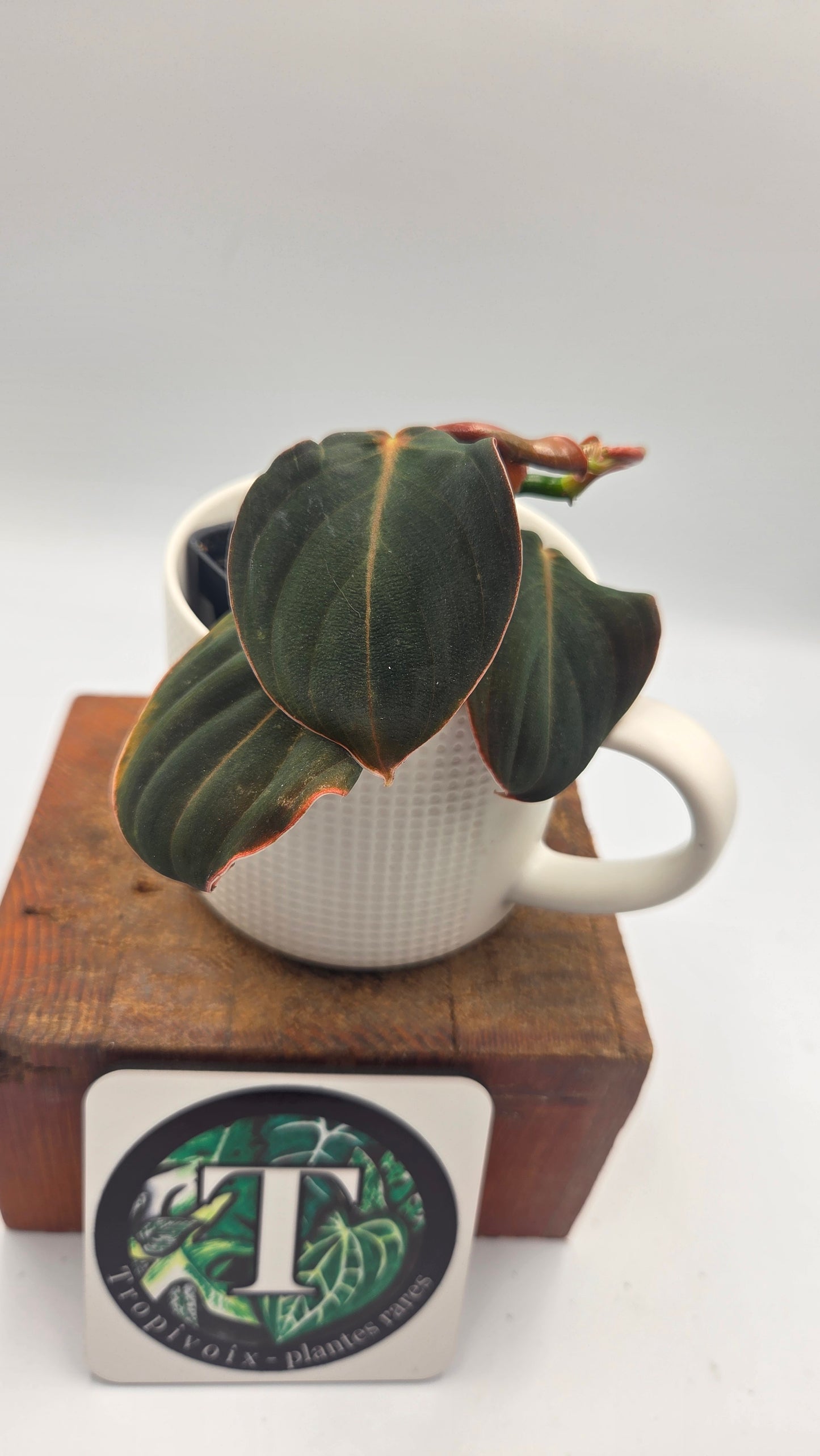 Philodendron Gigas (PHI-1055)