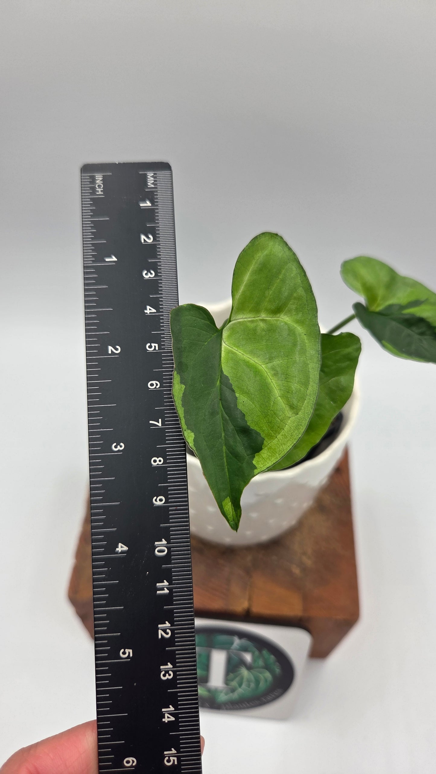 Syngonium Green Beauty (SYN-506)