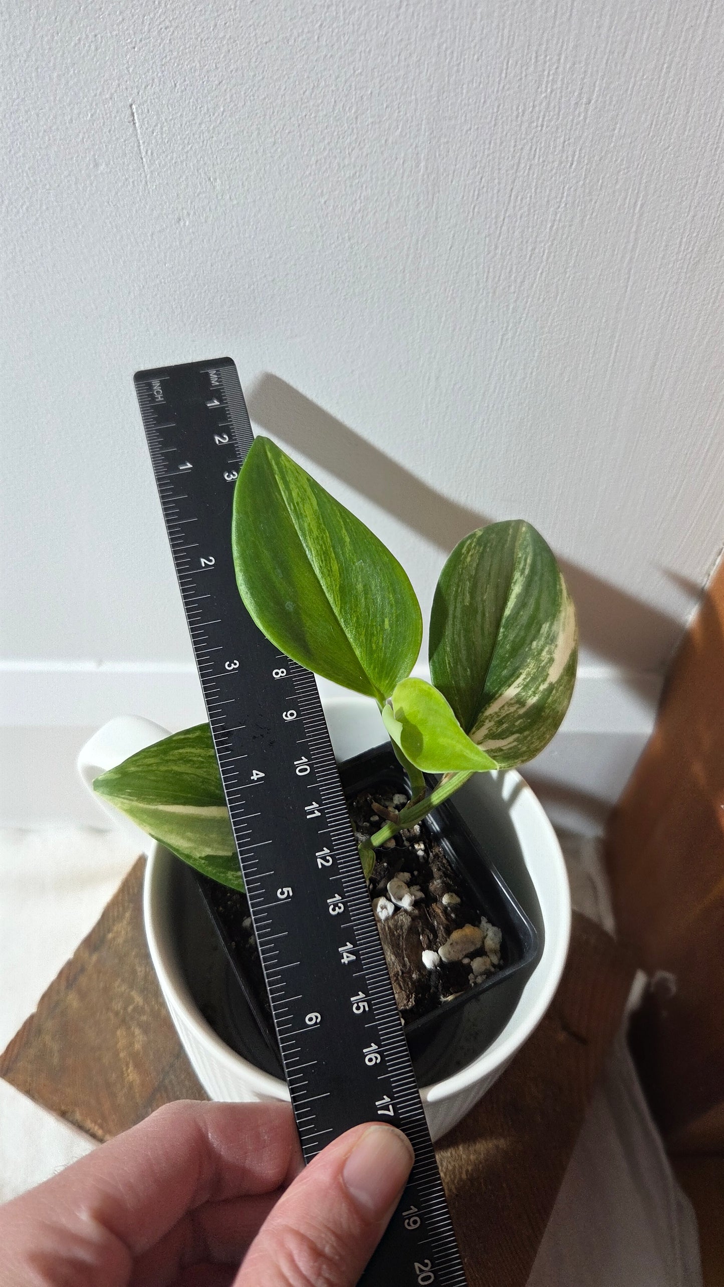 Scindapsus Rubicon (SCI-1350)