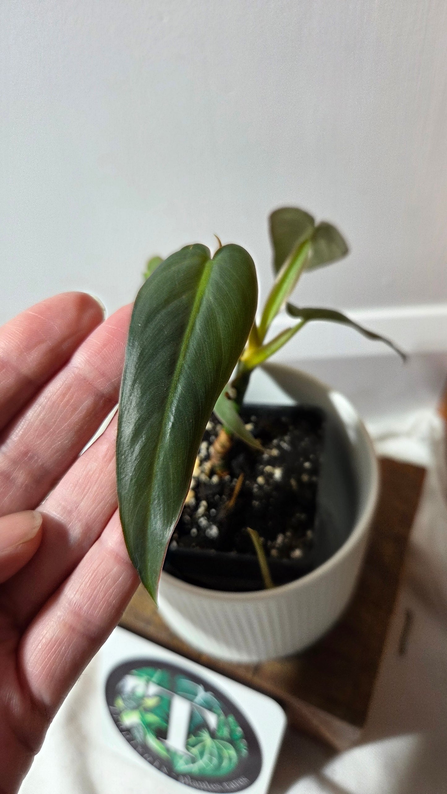 Philodendron Maximum (PHI-383)