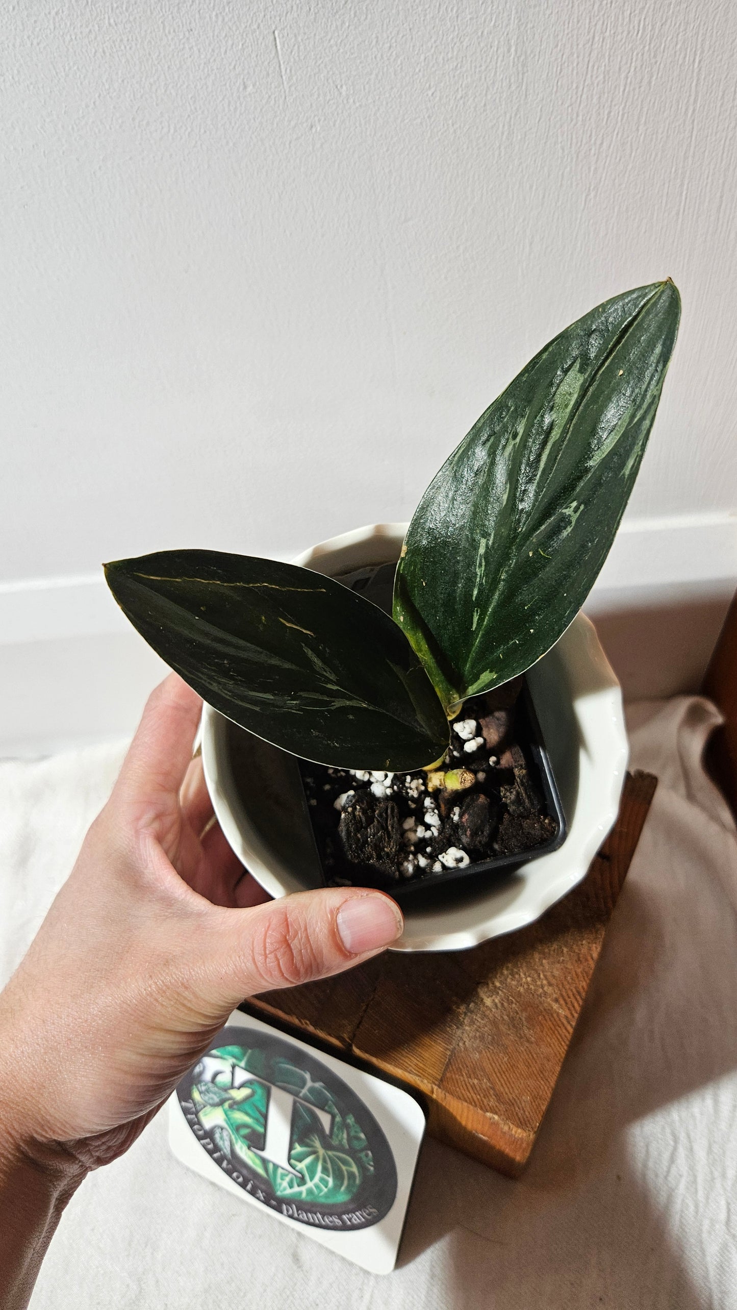 Scindapsus Treubii Dark Form silver (SCI-1013)