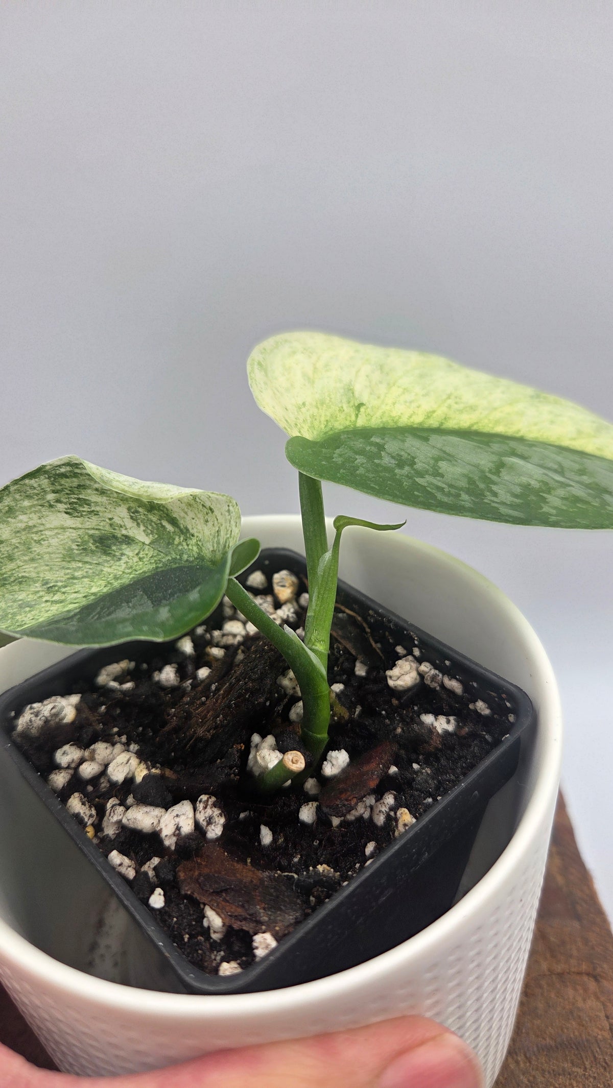 Scindapsus Silver Cloud variegata "Génétique moitié&moitié" (SCI-1523)