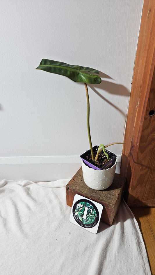 Philodendron Billietiae (PHI-403)