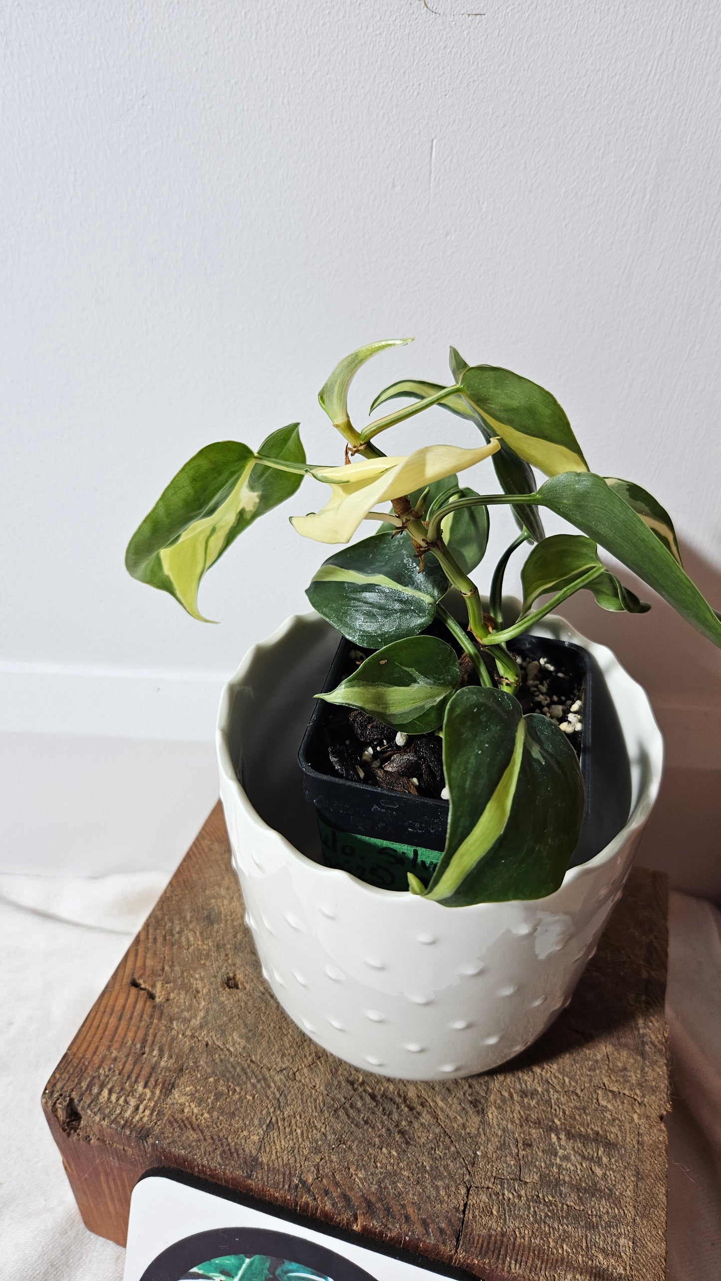 Philodendron Hederaceum Silver Stripe (PHI-733)