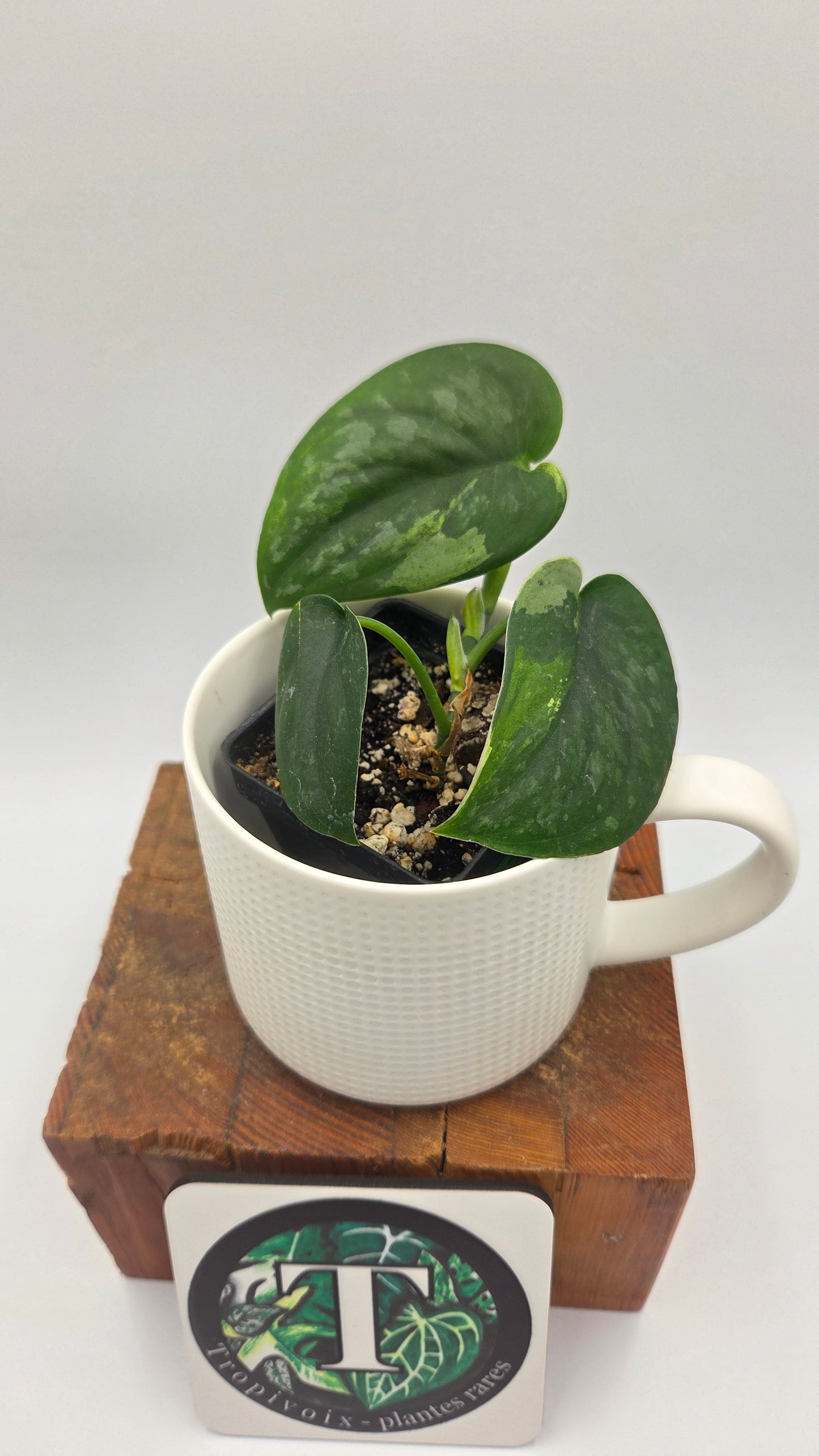 Scindapsus Silver Splash "Green on Green" (SCI-1433)