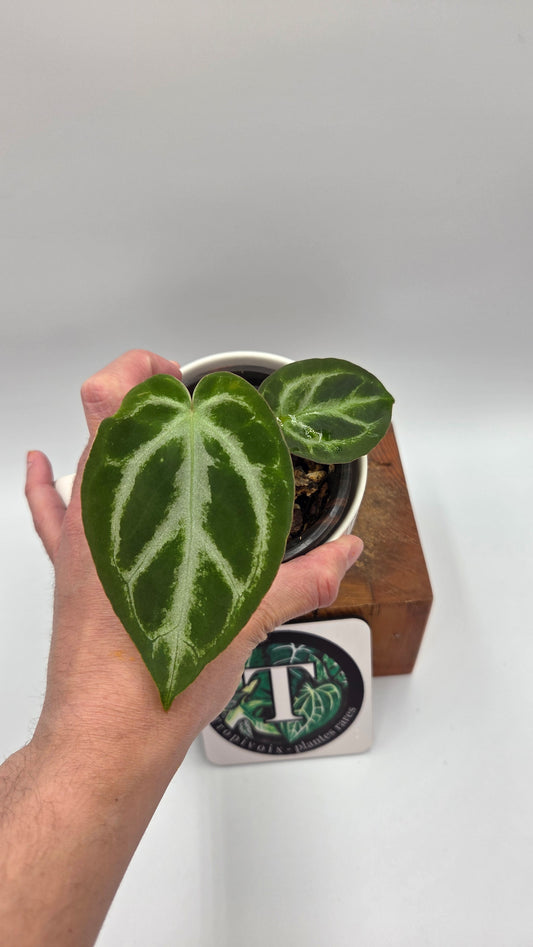 Anthurium Silver Hope "format PETIT" (ANT-677)