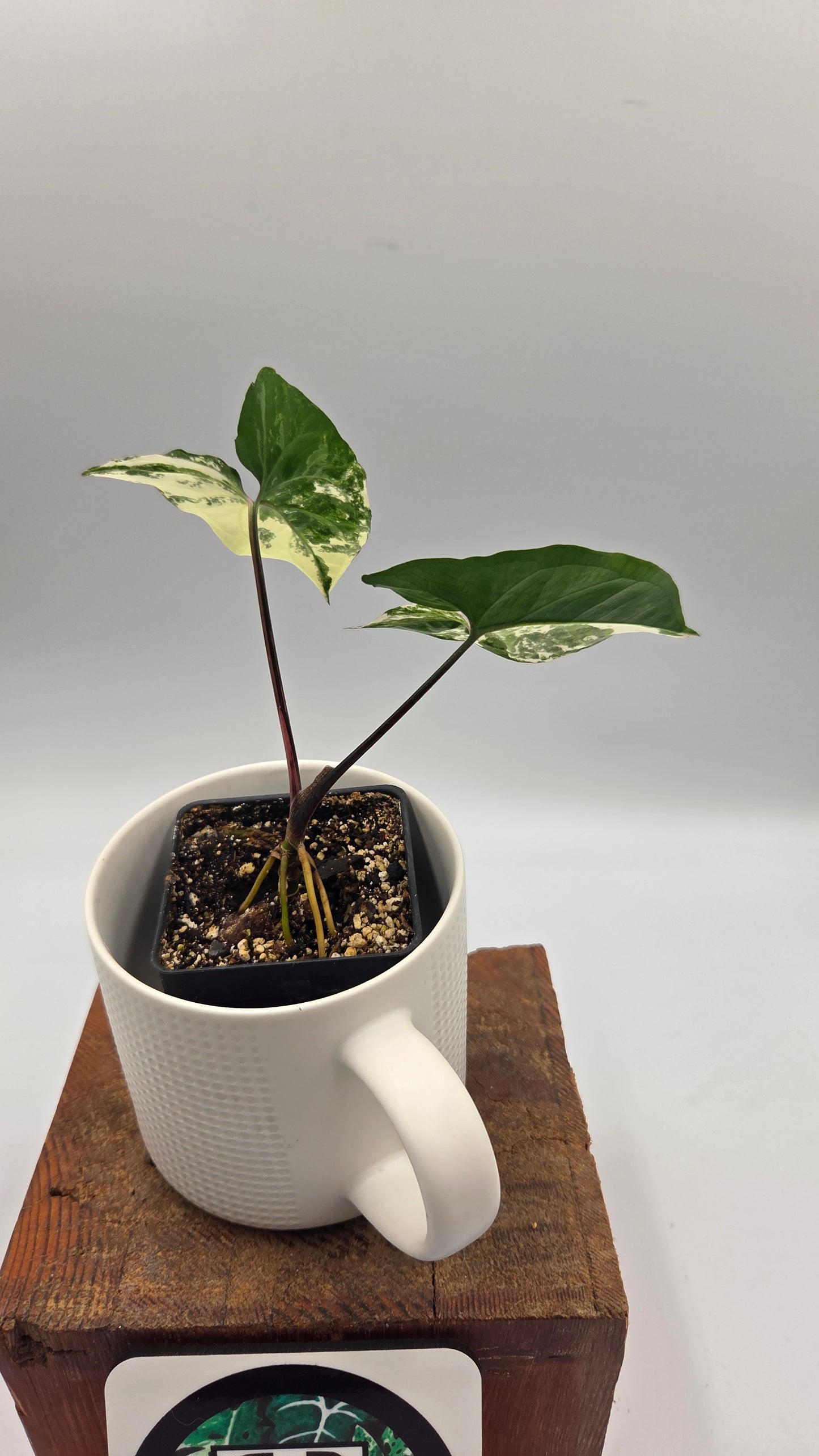Syngonium Albo (SYN-512)