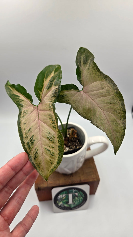 Syngonium Black Pink (SYN-526)