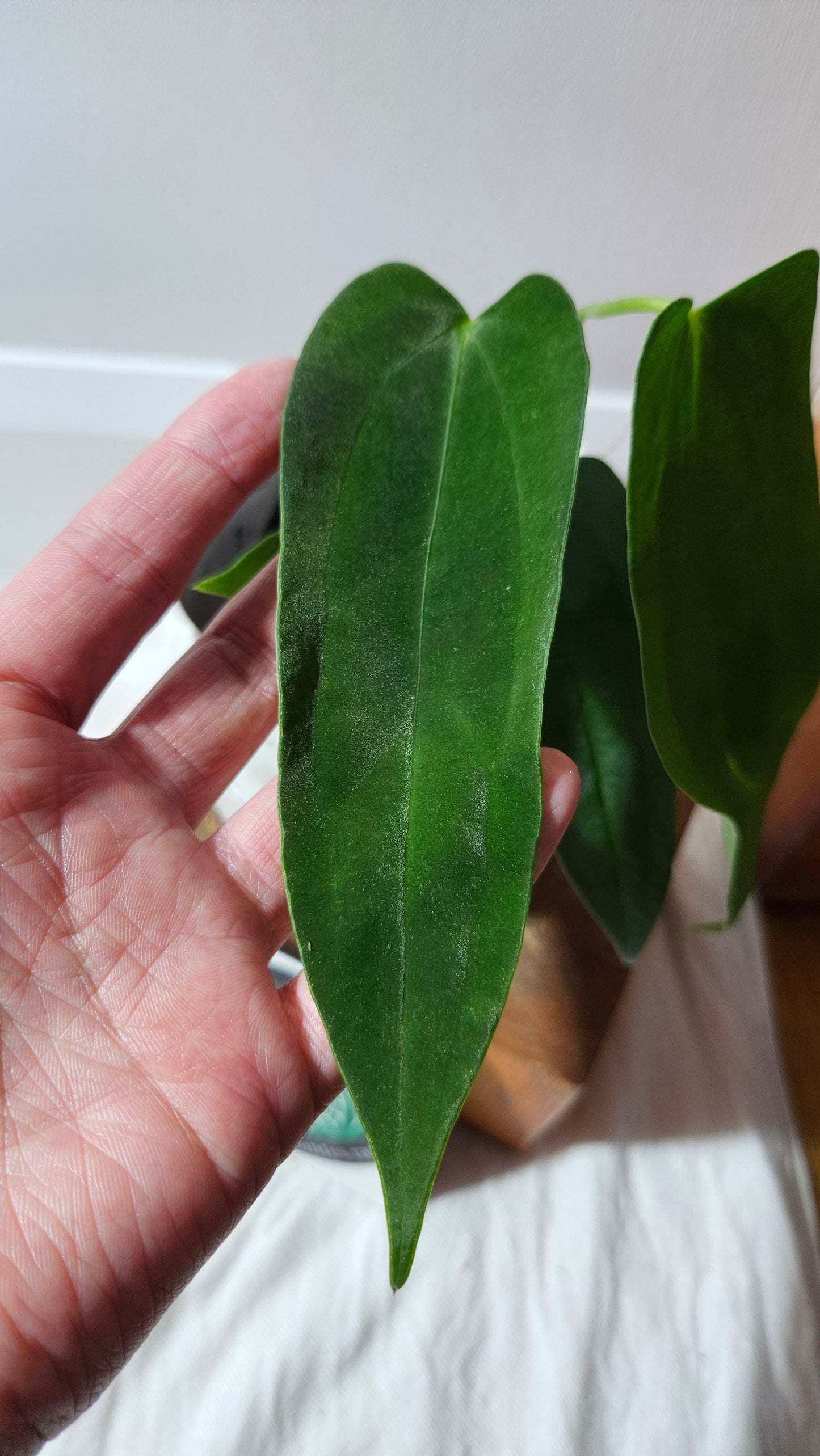 Anthurium Cirinoi X Papillilaminum "format PETIT" (ANT-596)