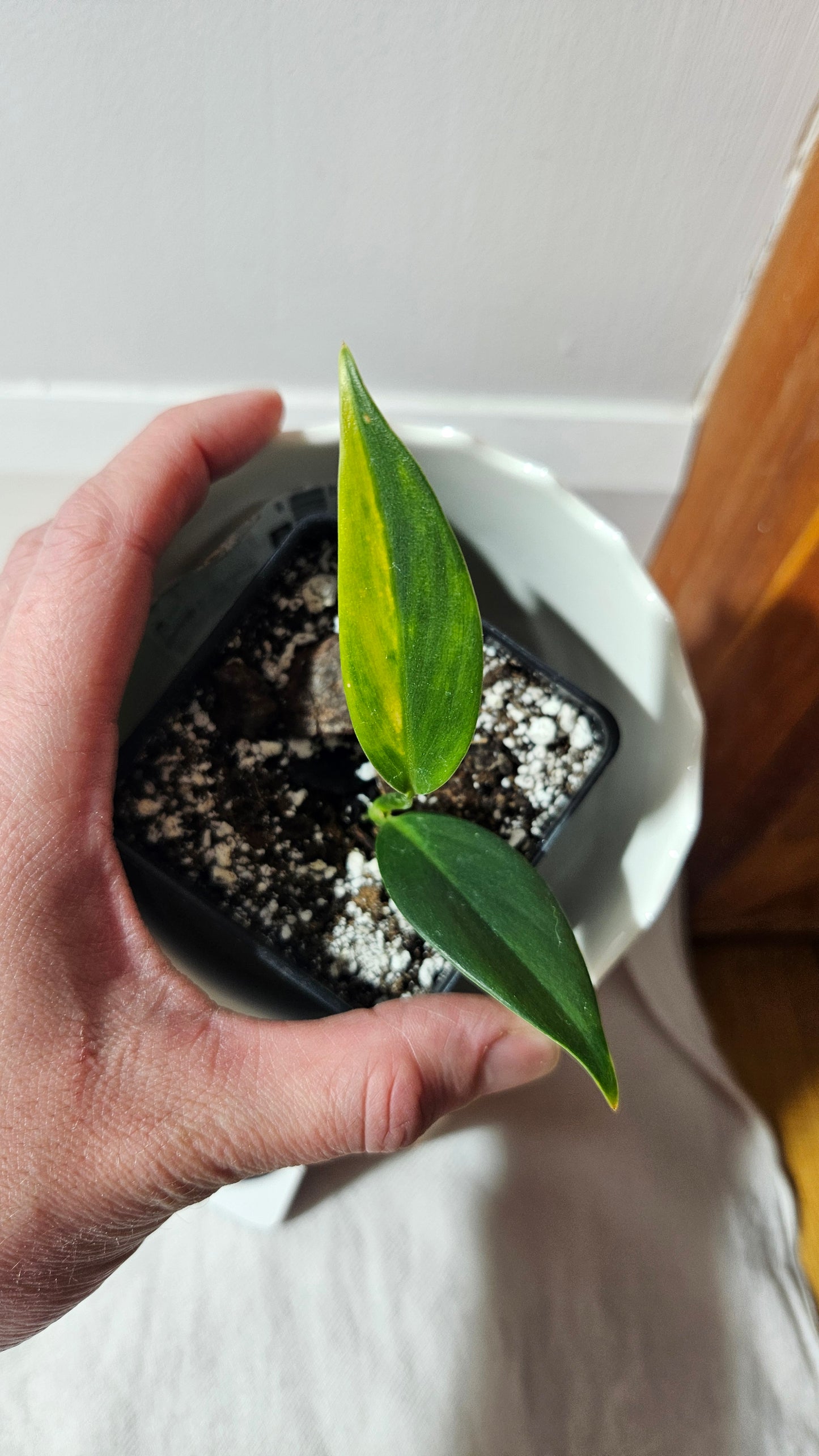 Scindapsus Coriaceus Aurea(SCI-785)