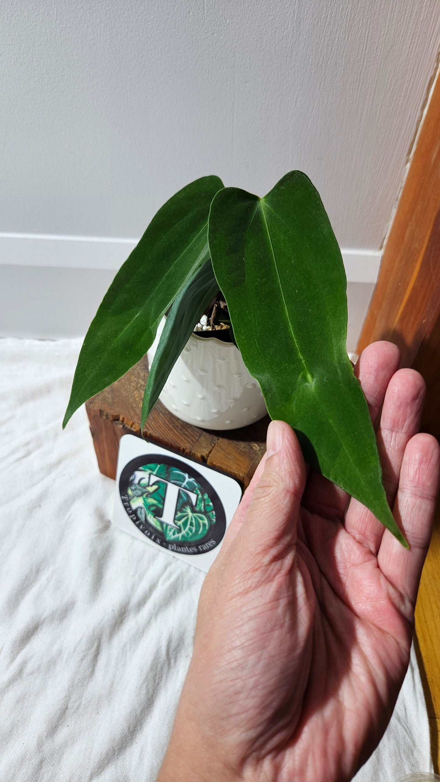 Anthurium Cirinoi X Papillilaminum "format PETIT" (ANT-596)