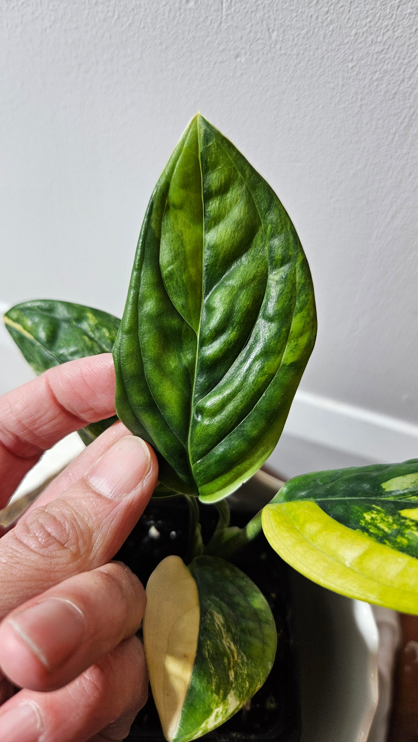 Monstera Karstenianum/Peru Variegata (MON-366)