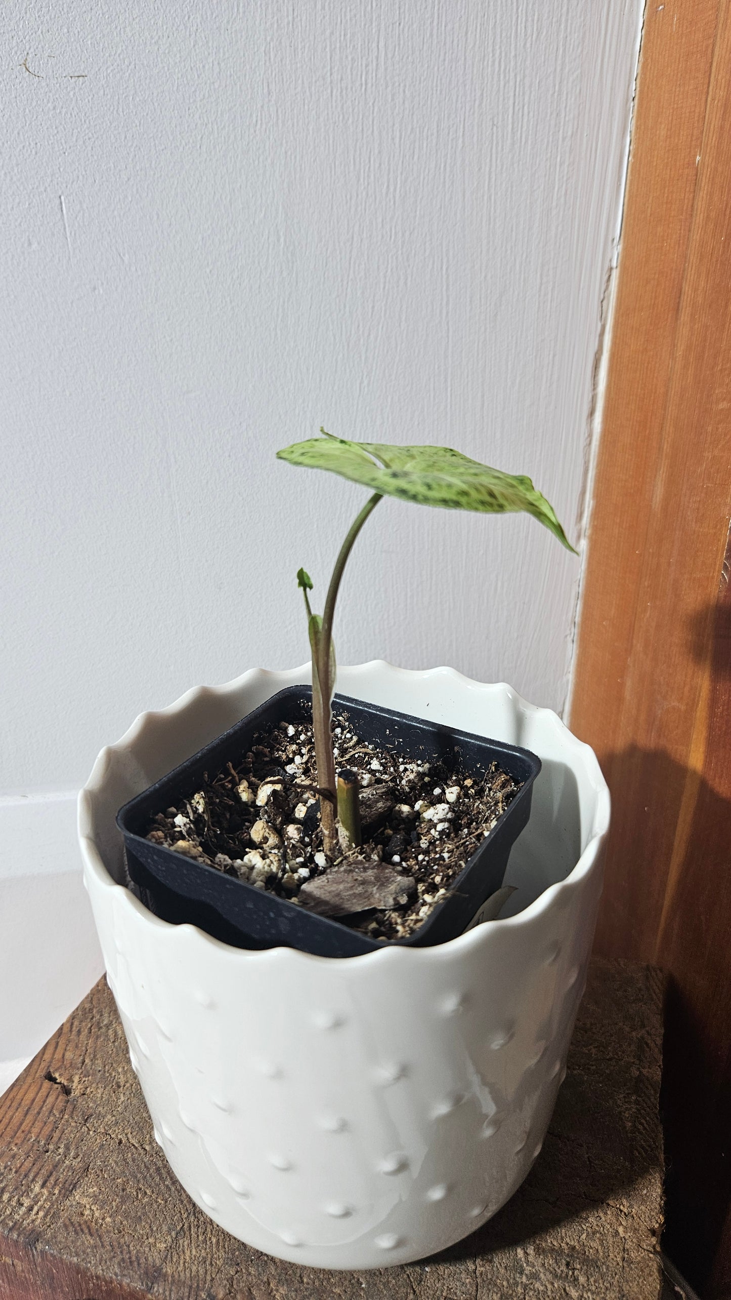 Syngonium Batik (SYN-105)