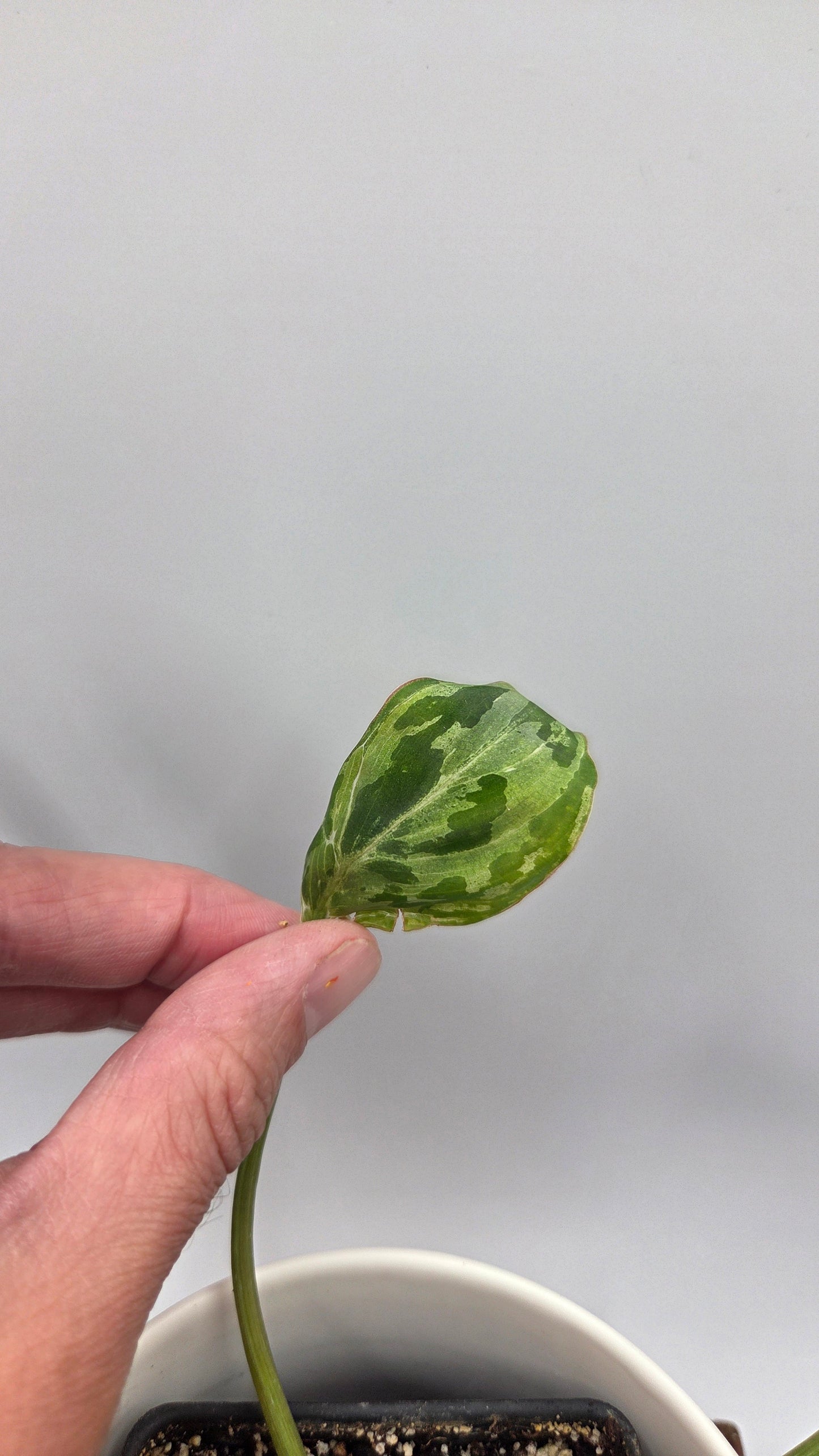 Philodendron Gloriosum "Snow leopard" (PHI-1027)