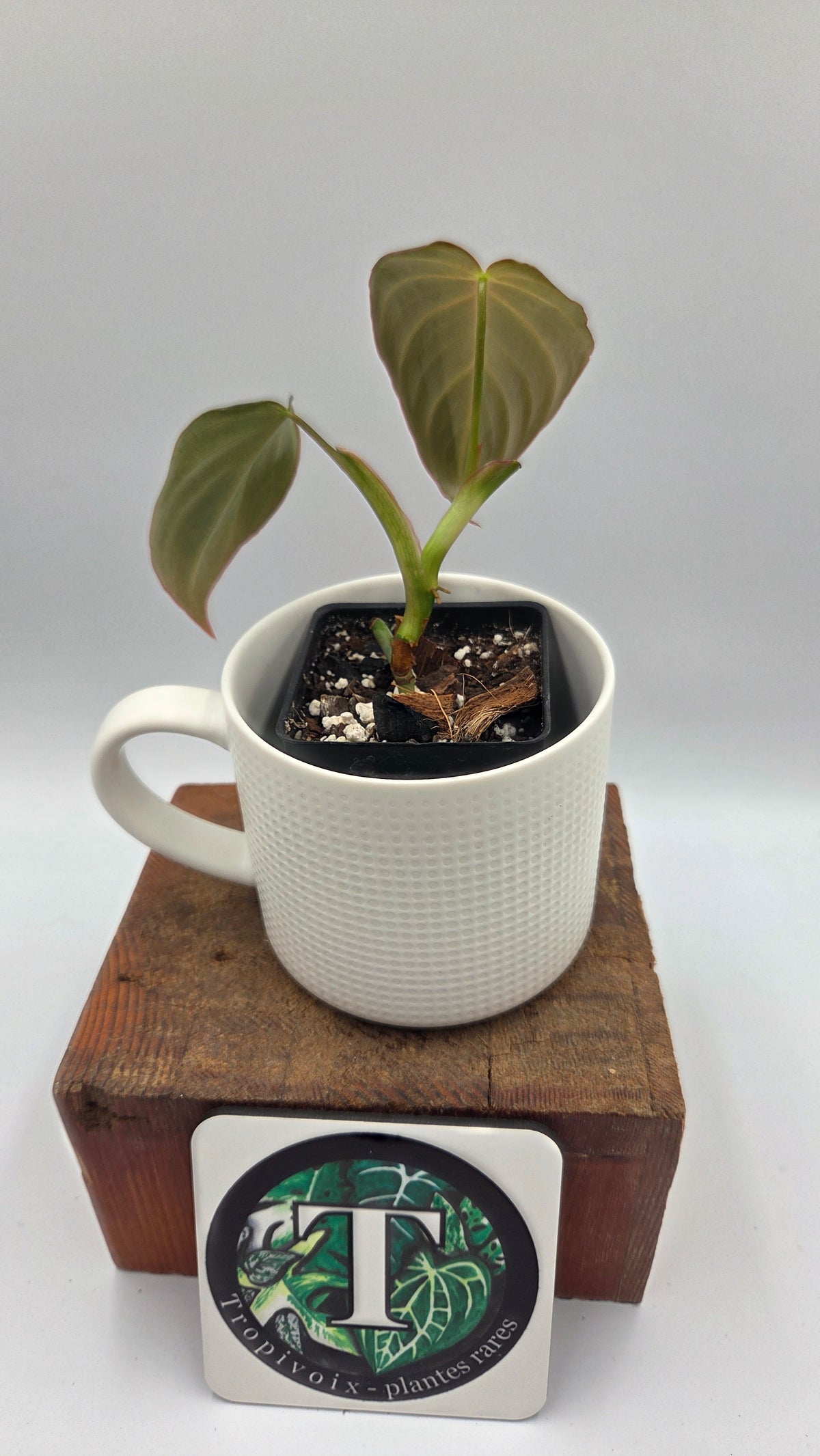 Philodendron Glorious (PHI-1097)