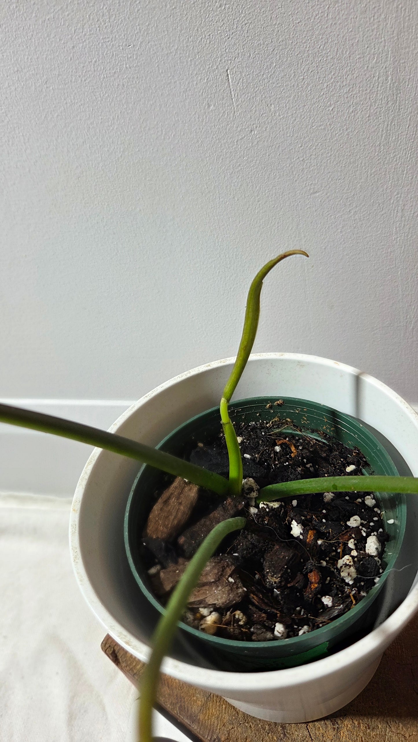 Philodendron Joepii (PHI-979)