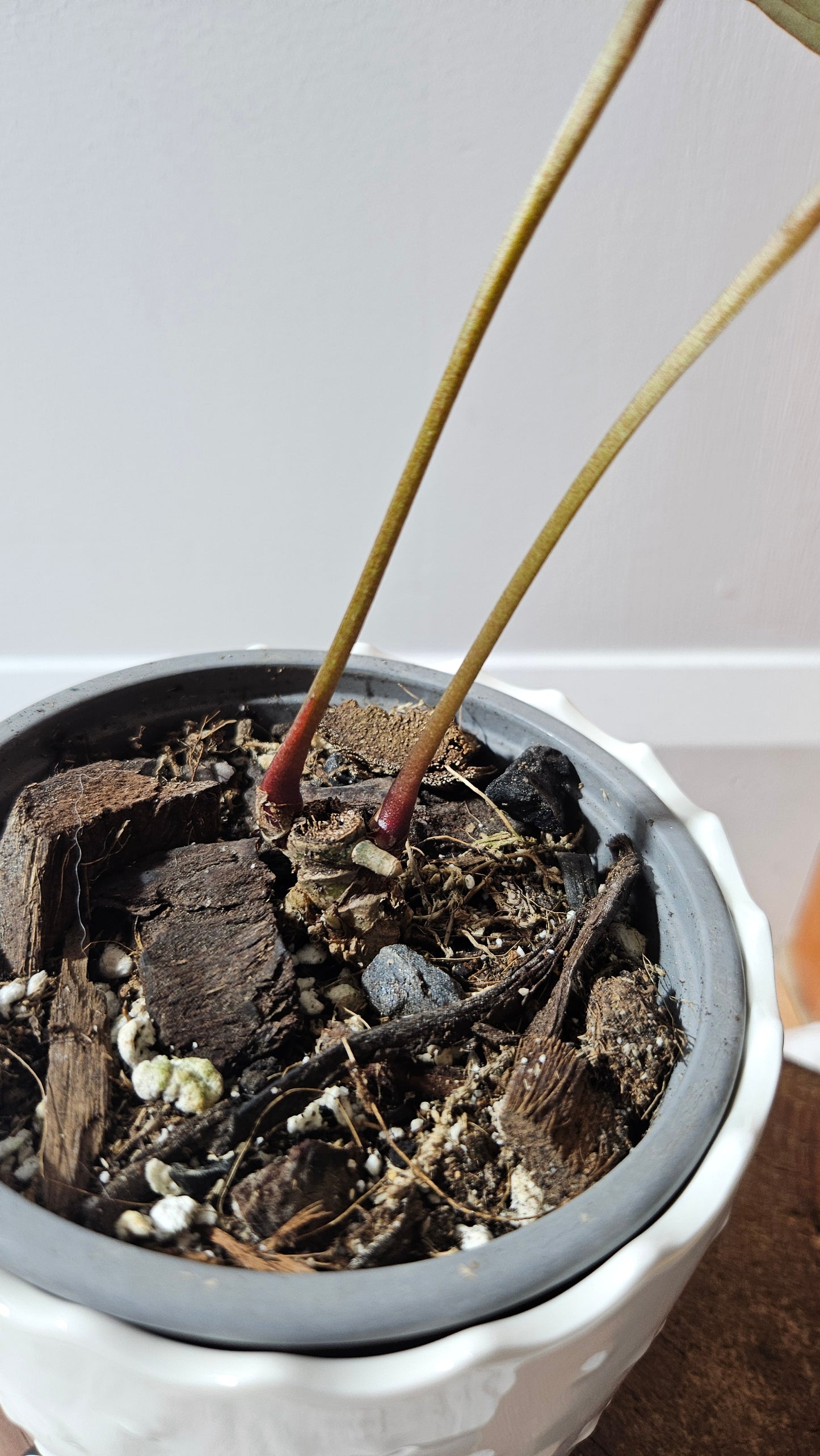 Anthurium Papillilaminum Legend X Fortsherman "format MOYEN" (ANT-620)