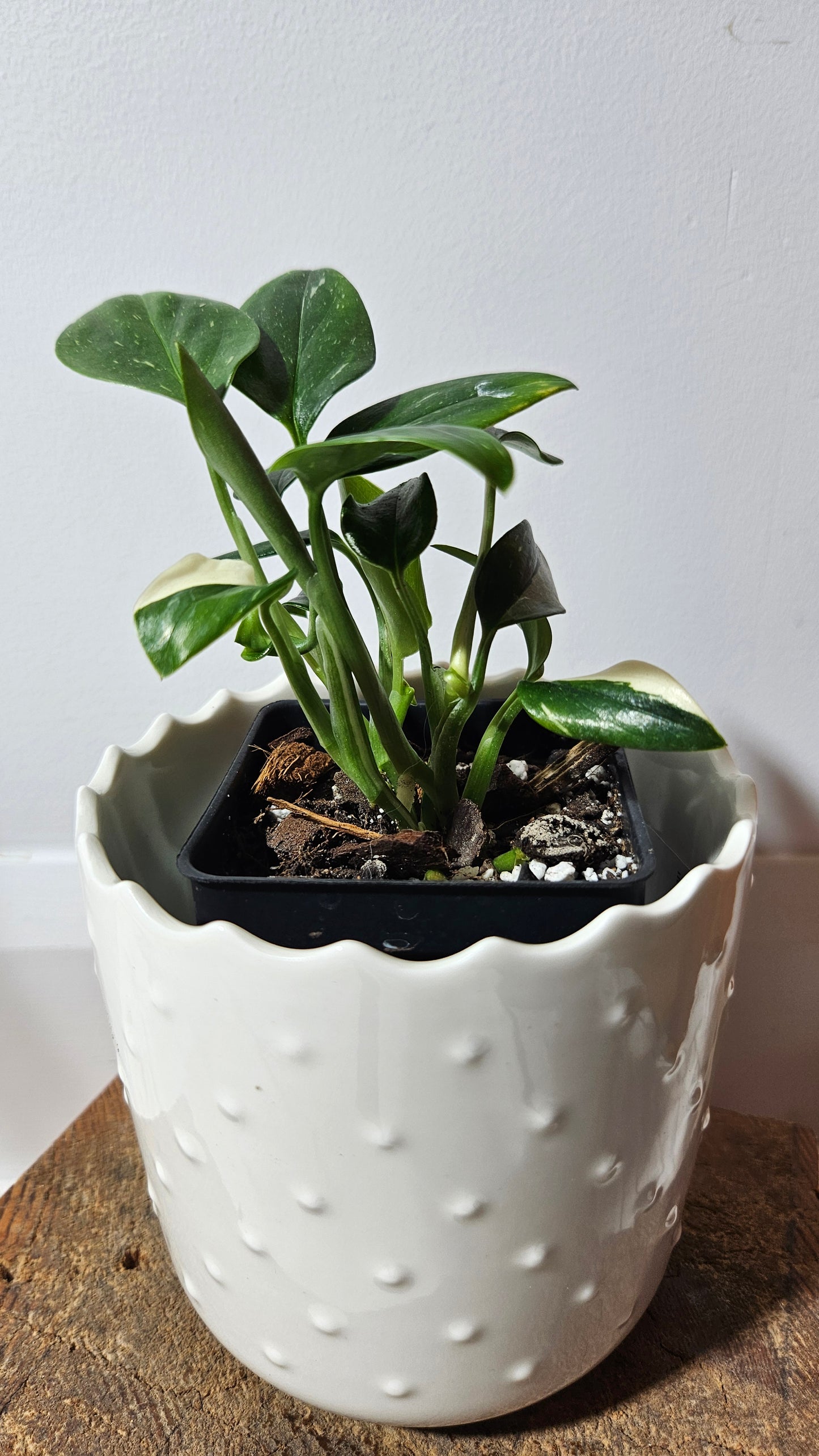 Monstera Standleyana Albo (MON-215)