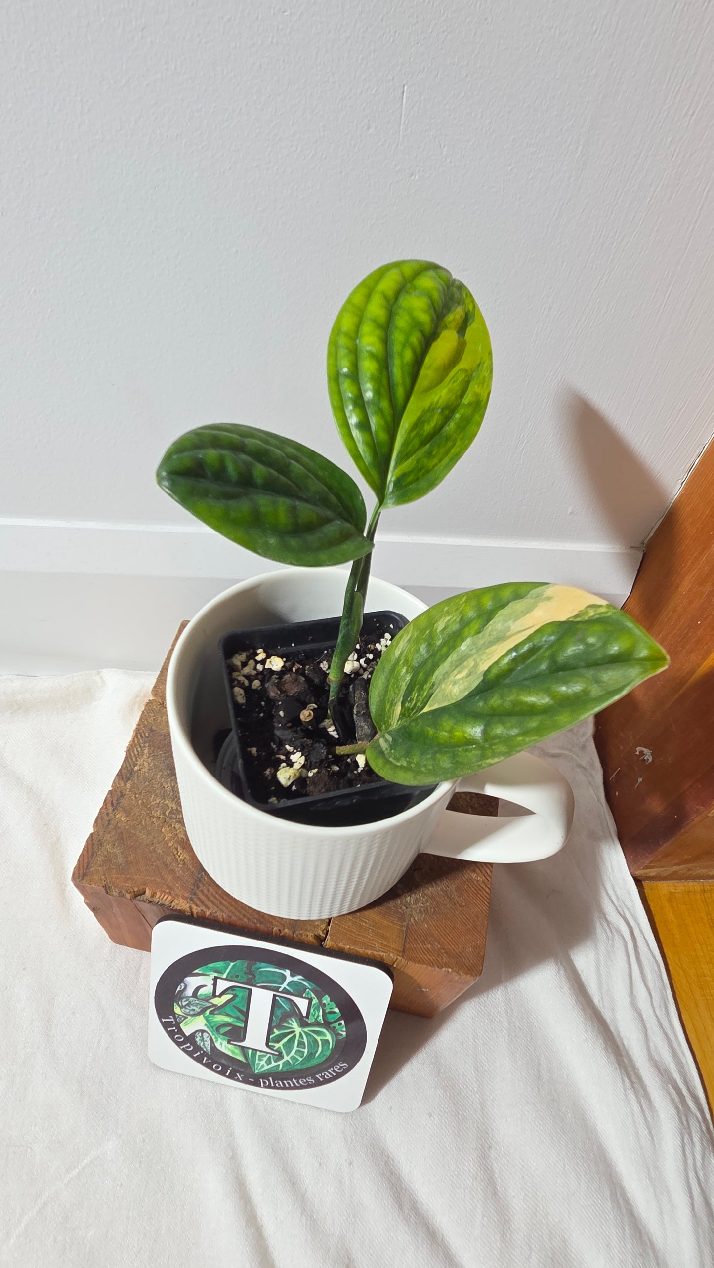 Monstera Karstenianum/Peru Variegata (MON-501)