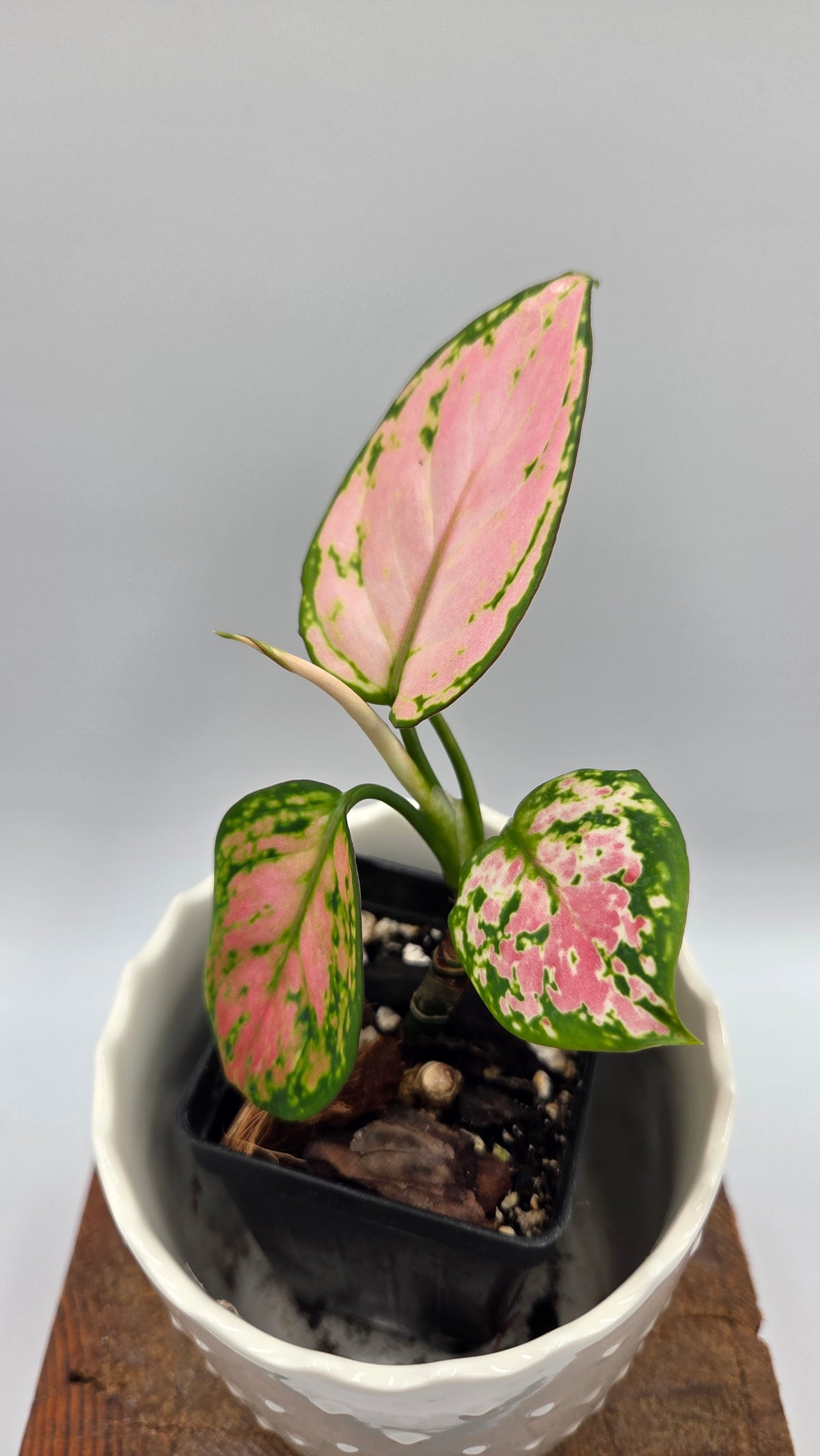 Agalonema Pink Star (AUT-102)