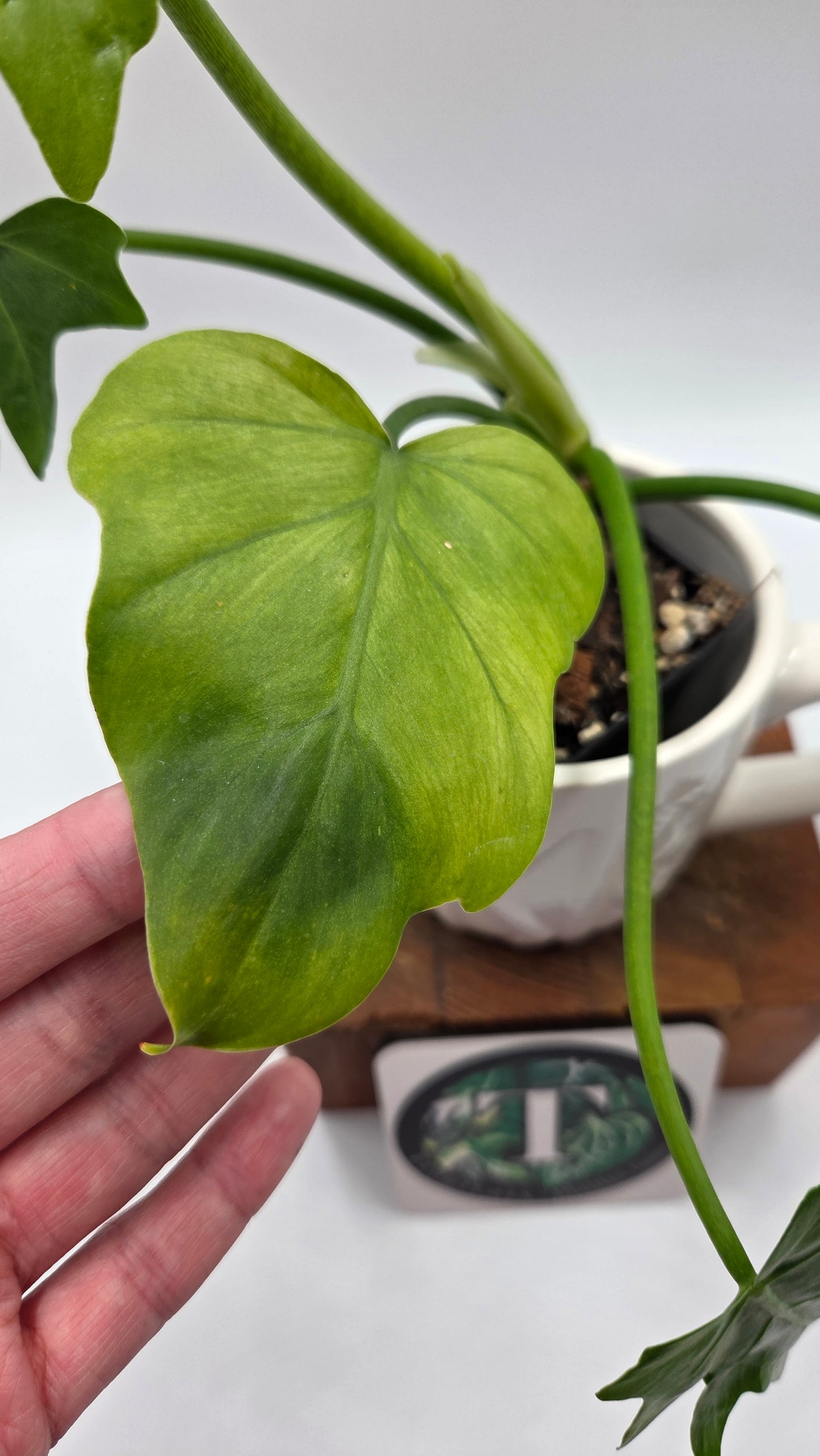 Philodendron Radiatum Variegata (PHI-1019)