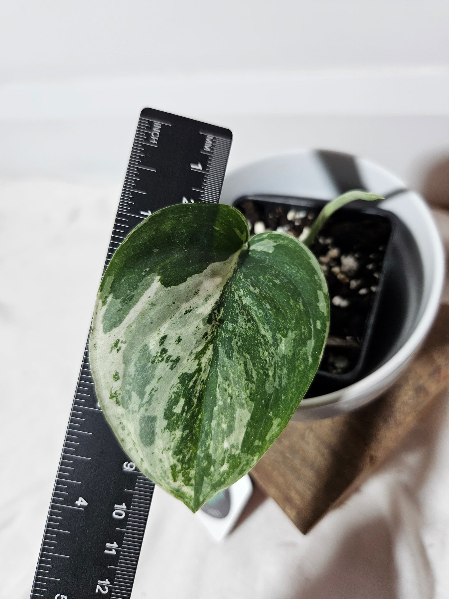 Scindapsus Marble Queen (SCI-430)