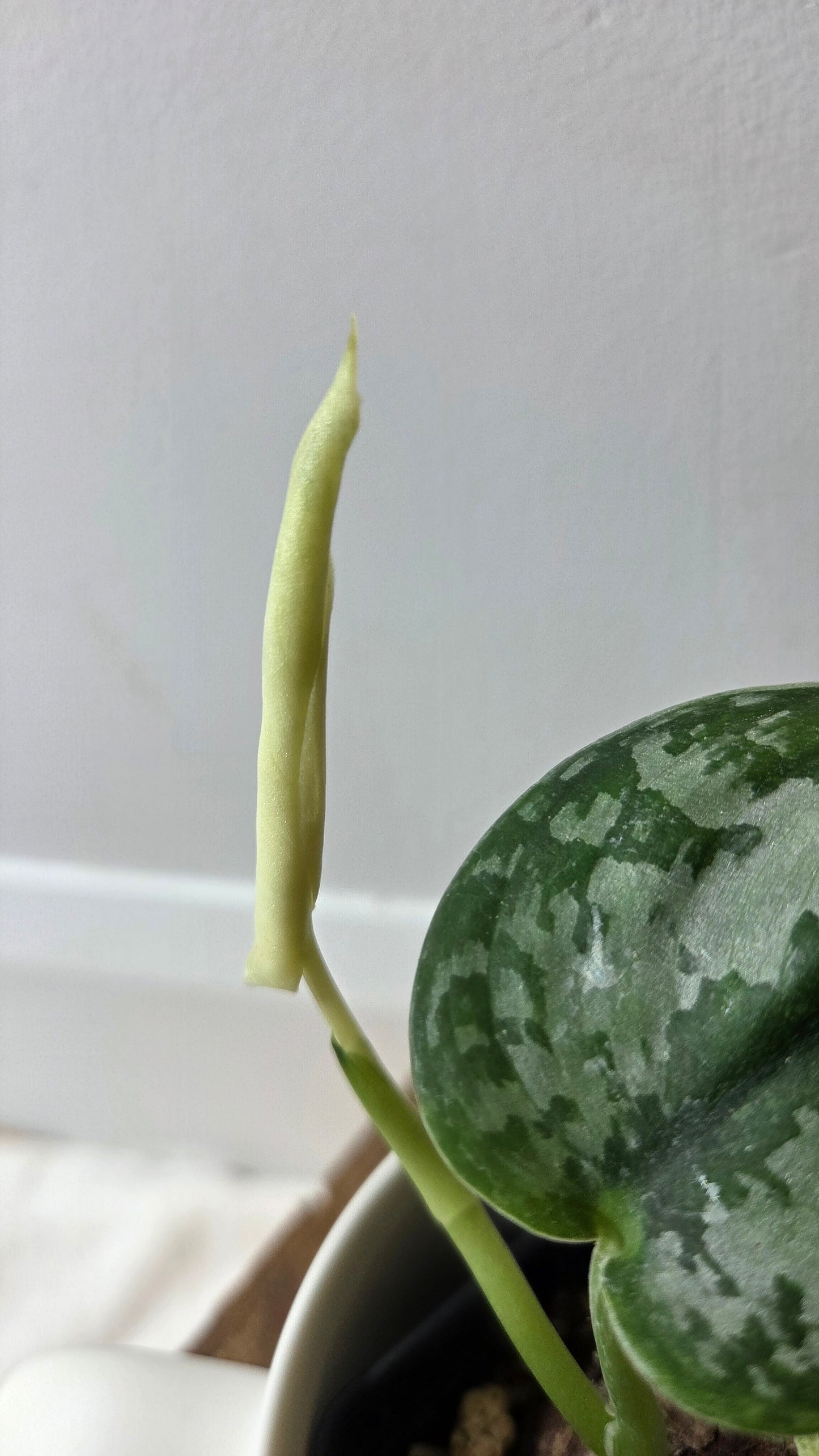 Scindapsus Peasun (SCI-1411)
