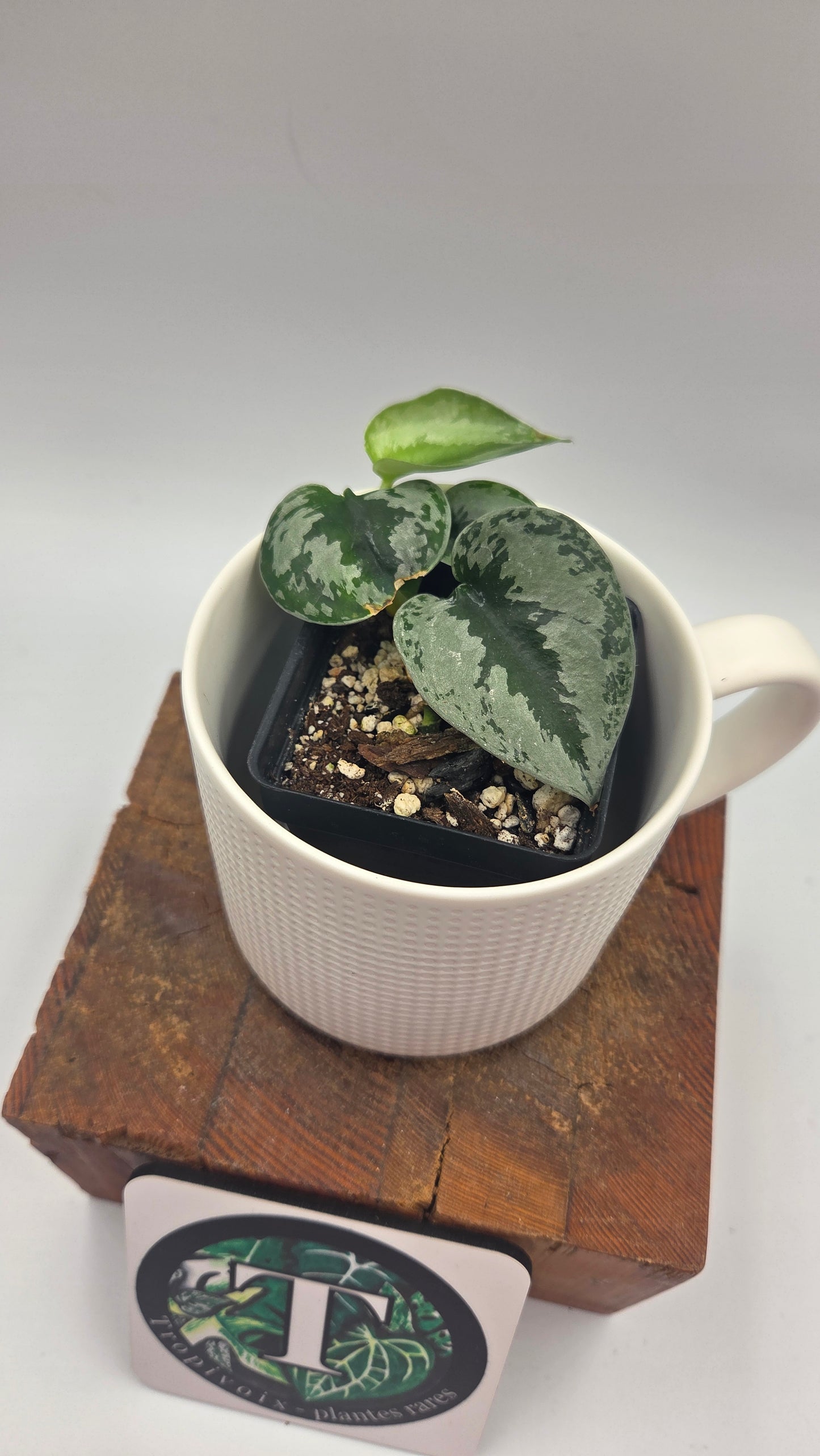 Scindapsus Sparkling (SCI-1495)