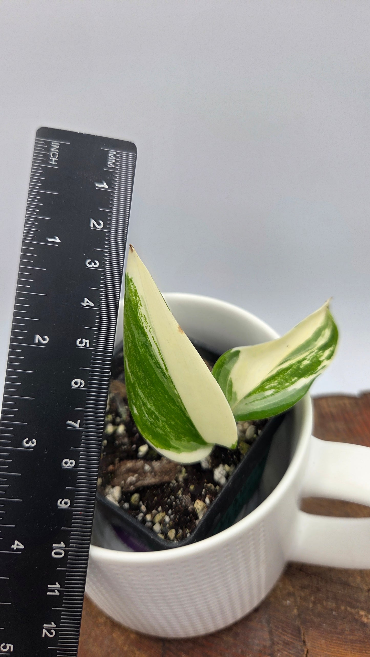Scindapsus Moonlight Albo Narrow (SCI-907)