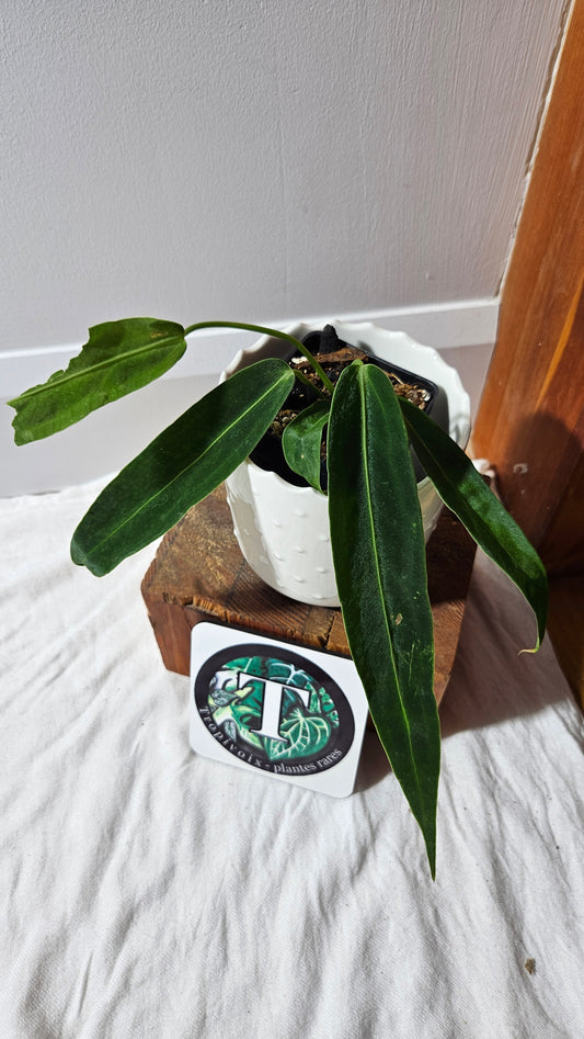 Anthurium Warocqueanum  "format PETIT"(ANT-601)