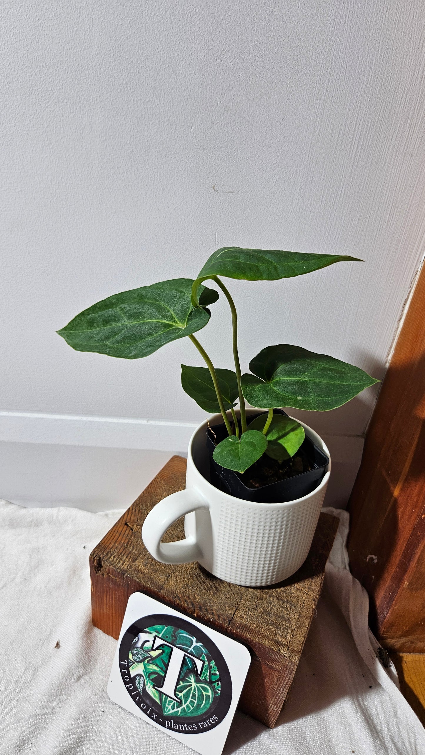 Anthurium Besseae Blue X Papillilaminum "Format MOYEN" (ANT-640)