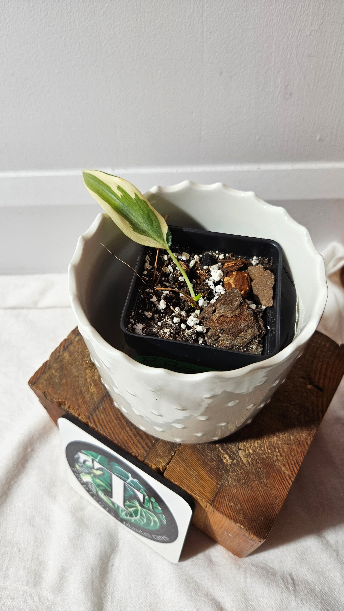 Philodendron Hederaceum Rio (PHI-803)