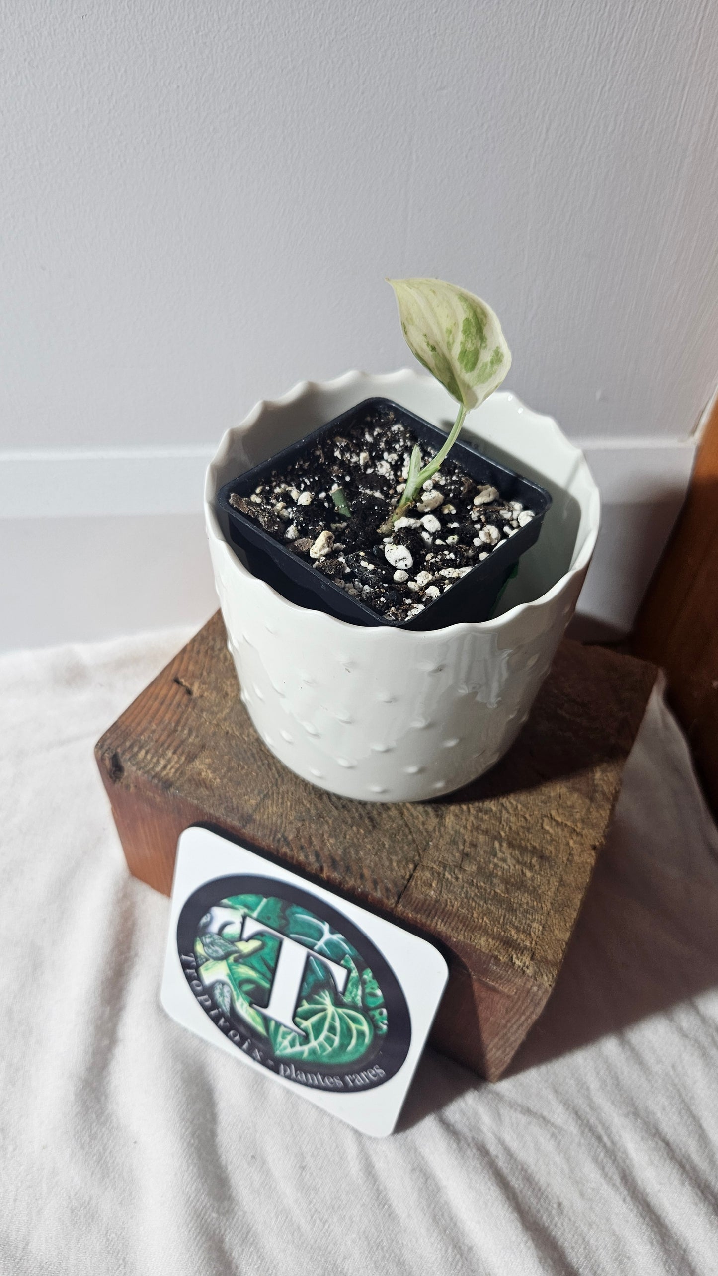 Scindapsus Satin Hapmun/Halimun (SCI-921)