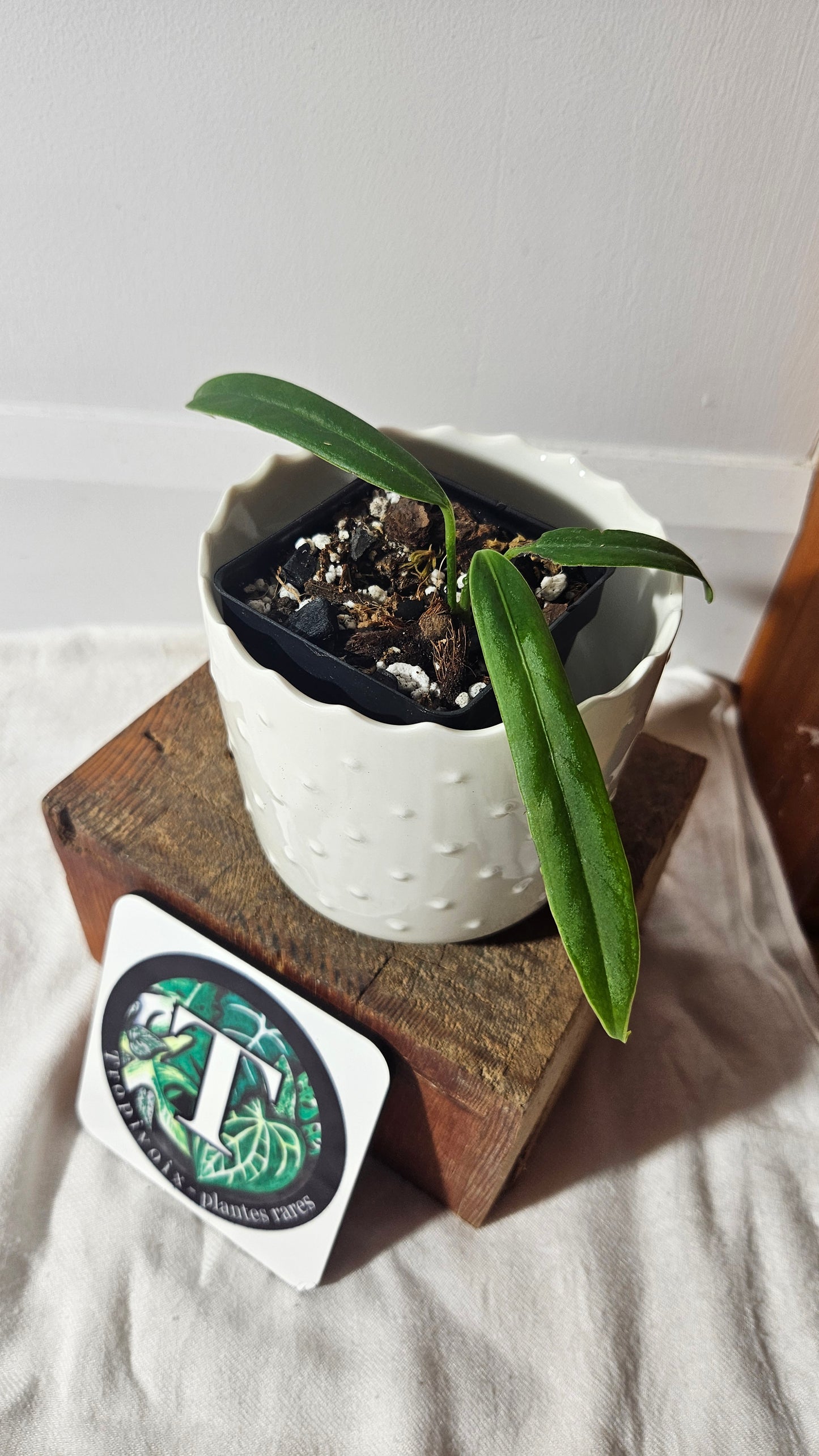 Anthurium Ceronii Aff "format SEEDLING"(ANT-402)