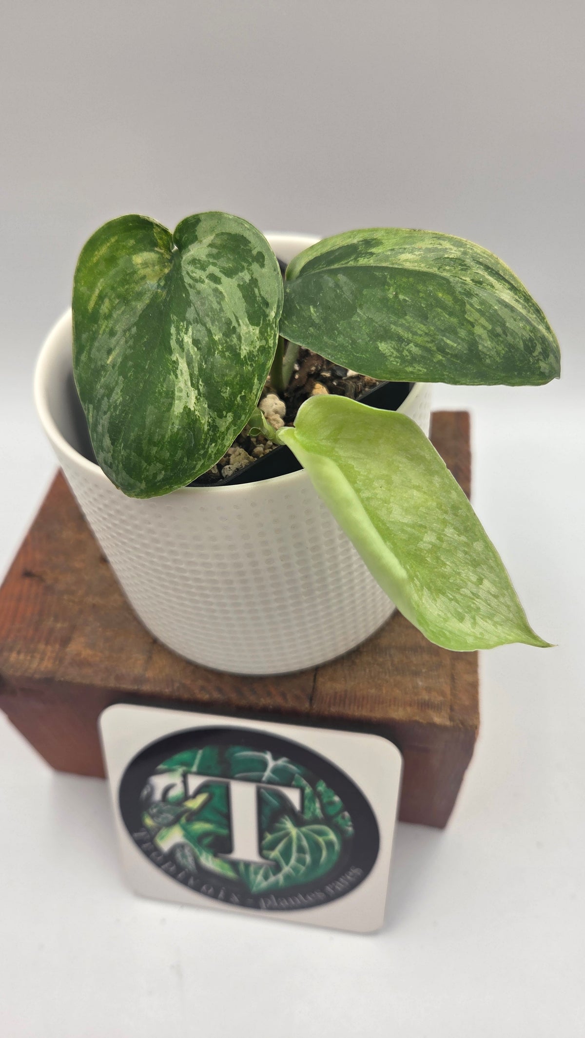 Scindapsus Silver Splash Dark Variegata (SCI-1526)