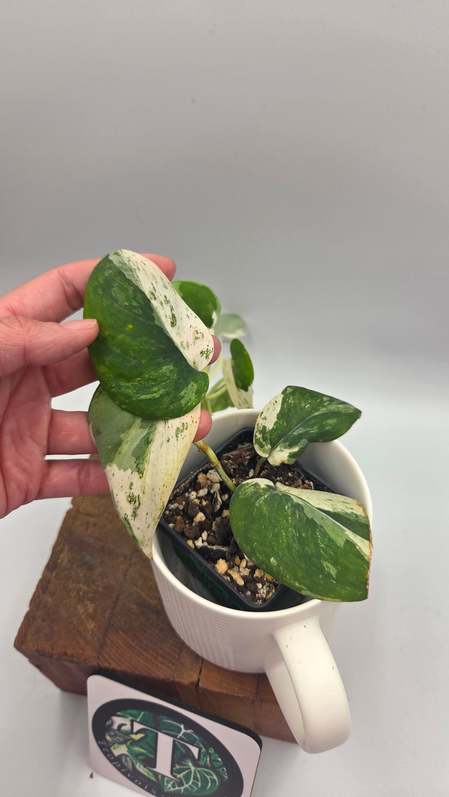 Scindapsus Silver Splash Variegata (SCI-578)